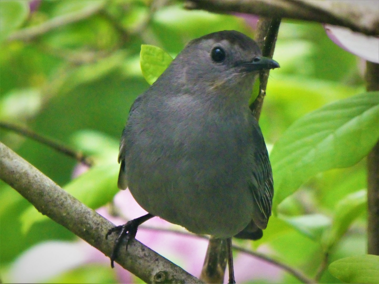 Gray Catbird