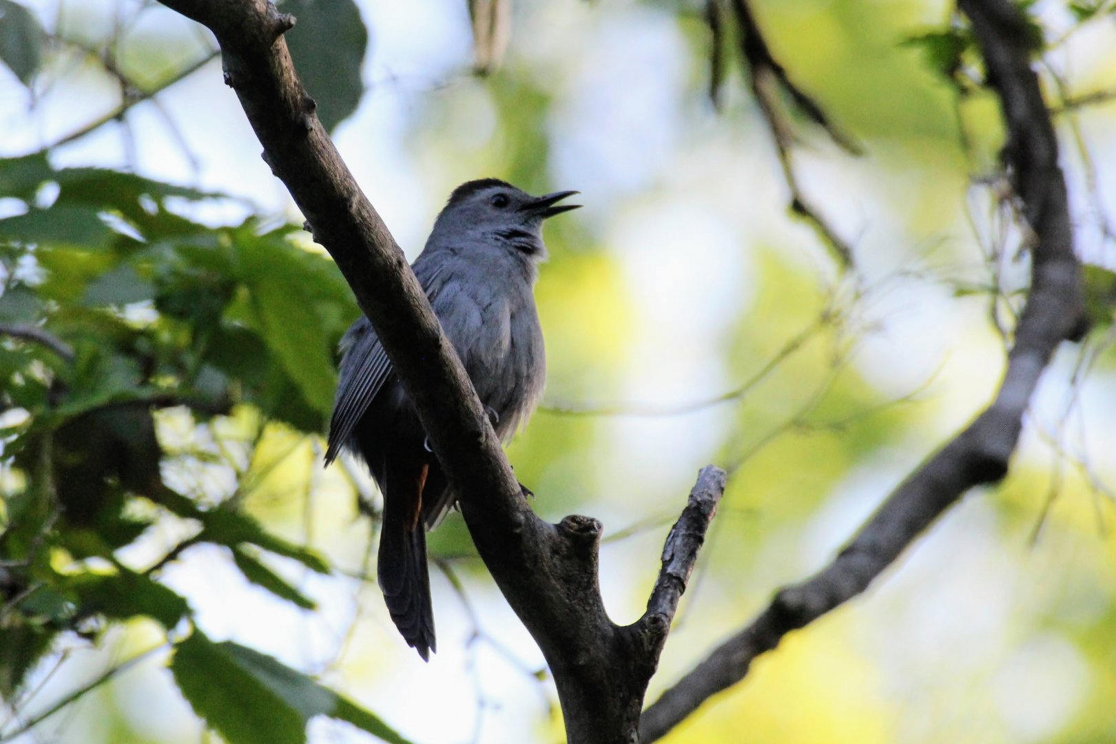 Gray Catbird