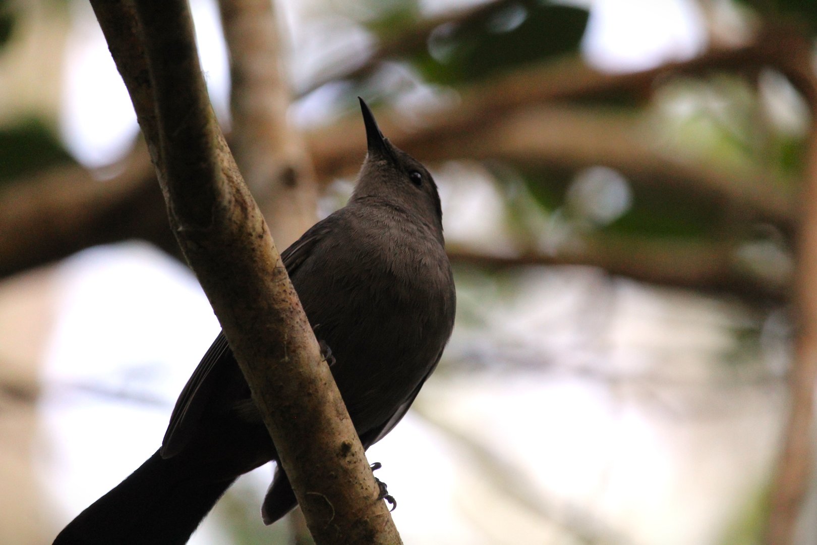 Gray Catbird
