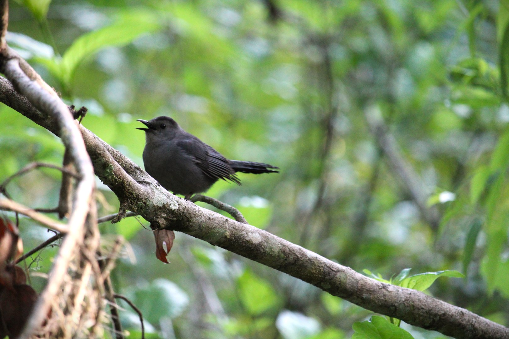 Gray Catbird