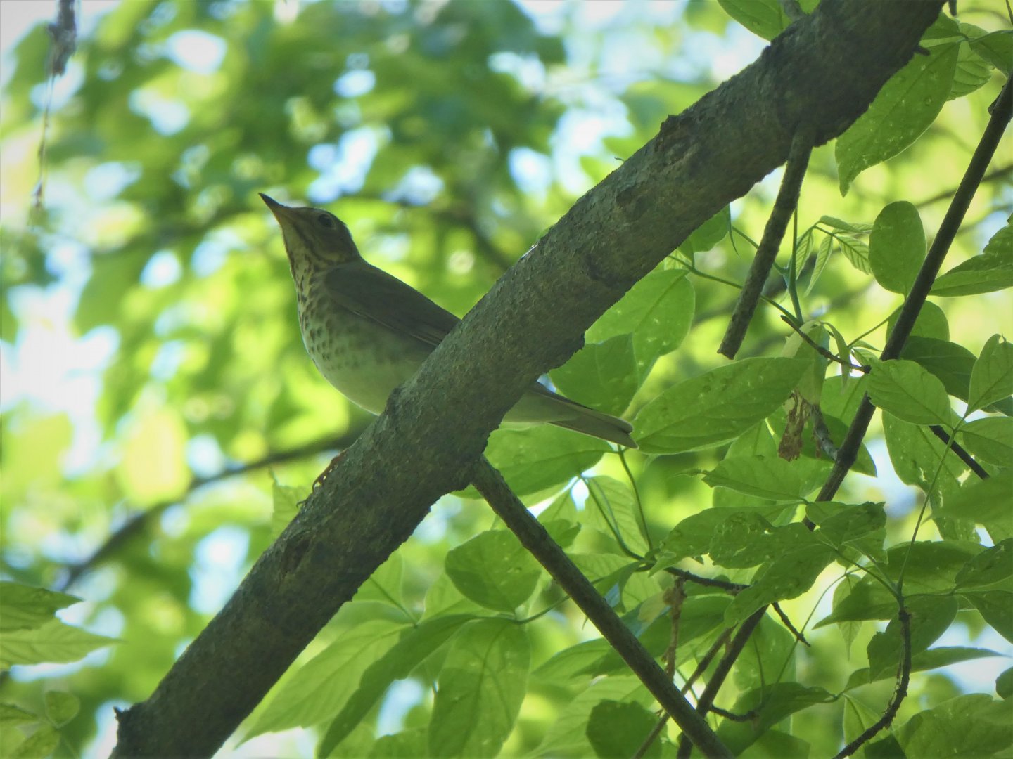 Gray-cheeked Thrush