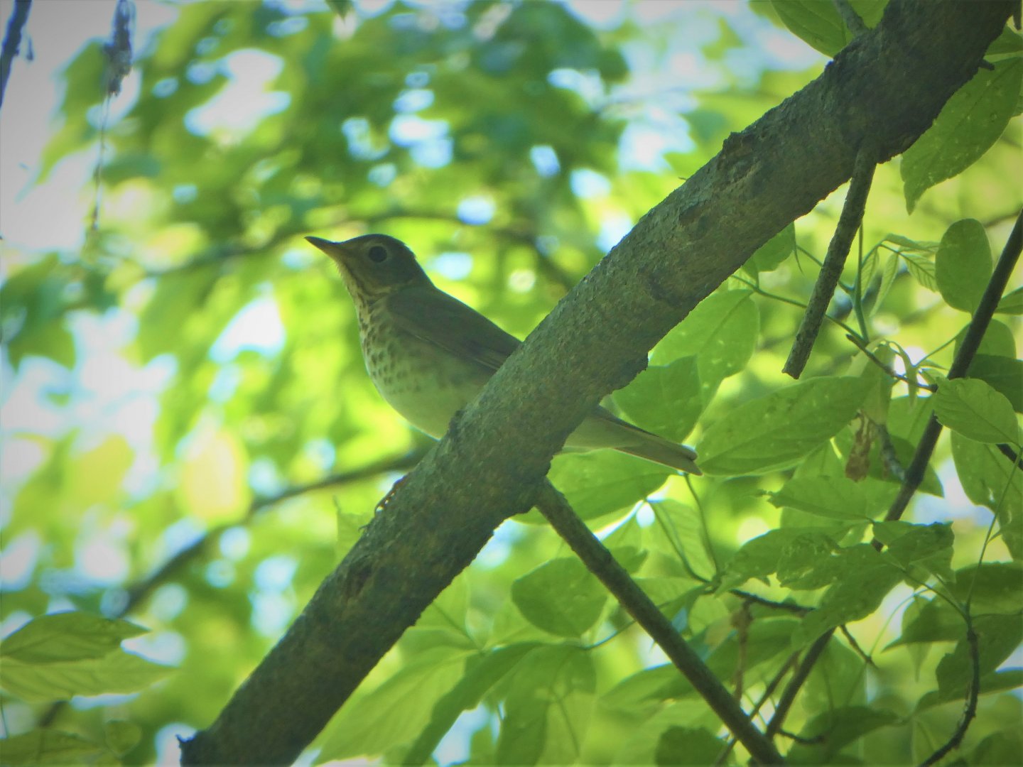 Gray-cheeked Thrush