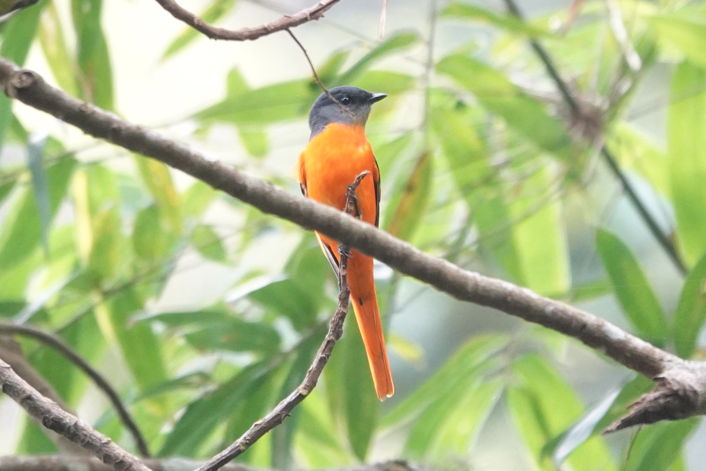 Gray-chinned Minivet