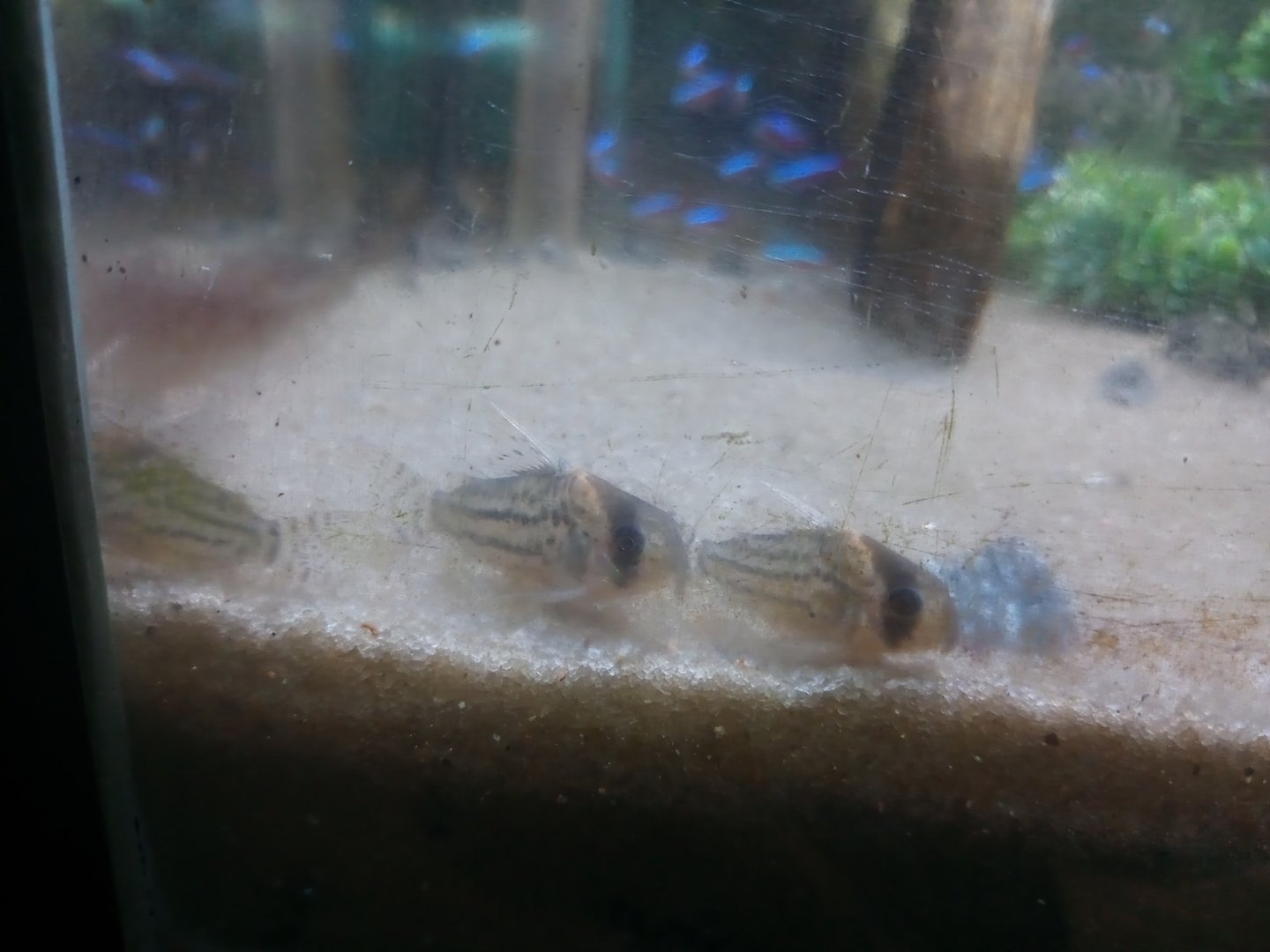 Gray corydoras
