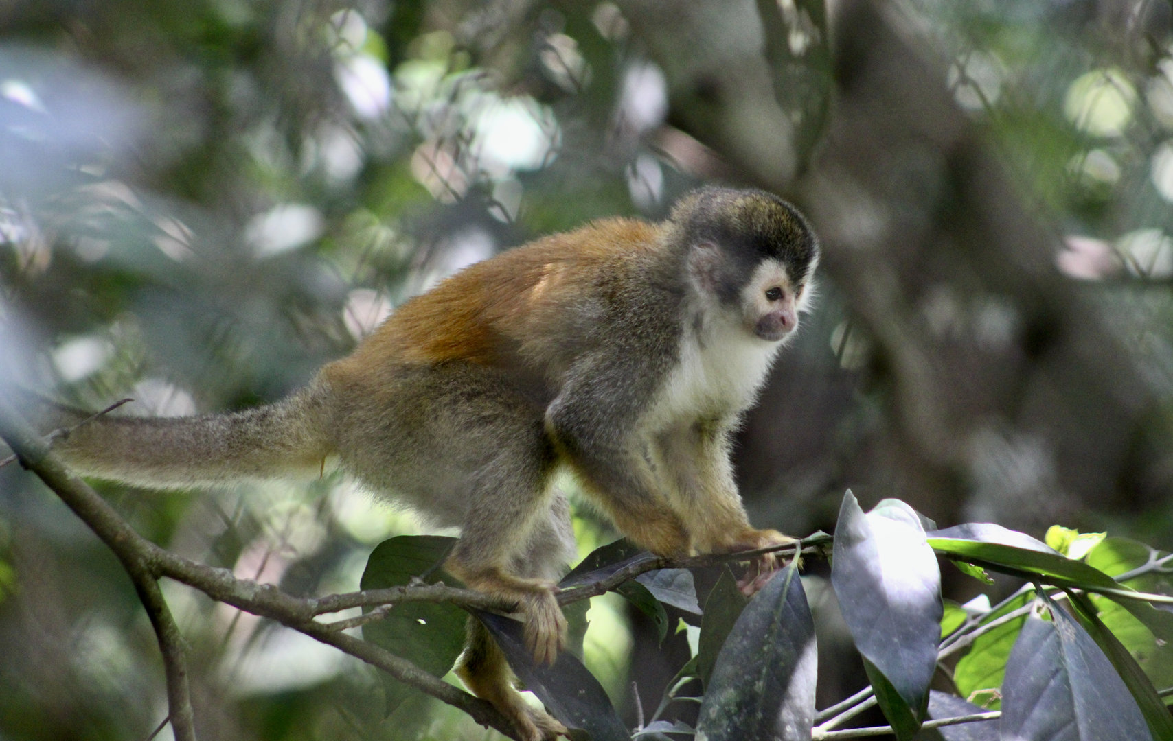 Gray-Crowned Central American Squirrel Monkey (Saimiri oerstedii citrinellus)