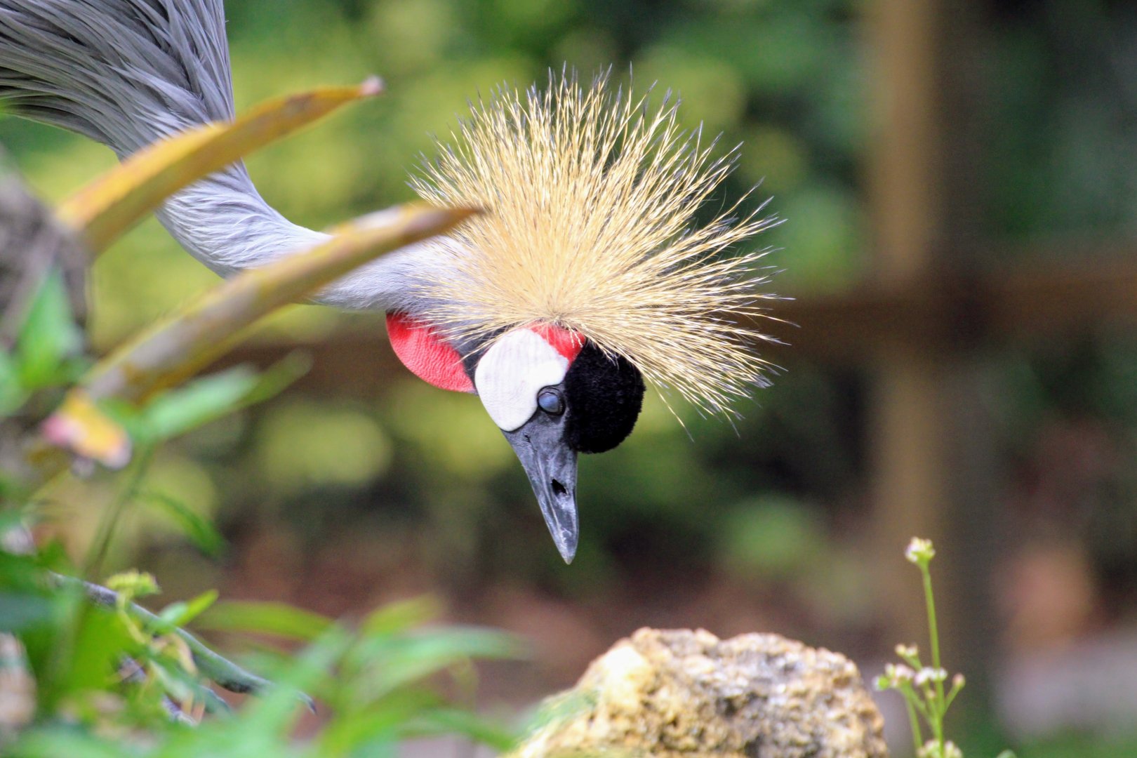 Gray Crowned-Crane (2016)