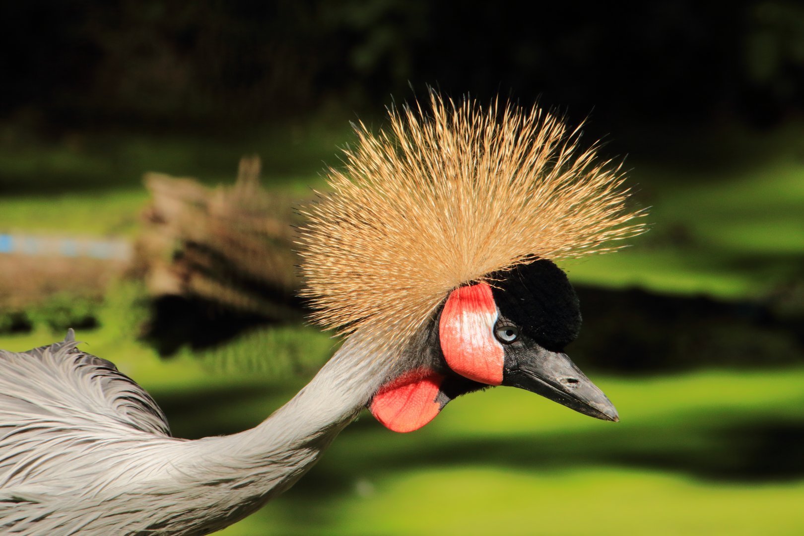 Gray crowned crane (August 2020)