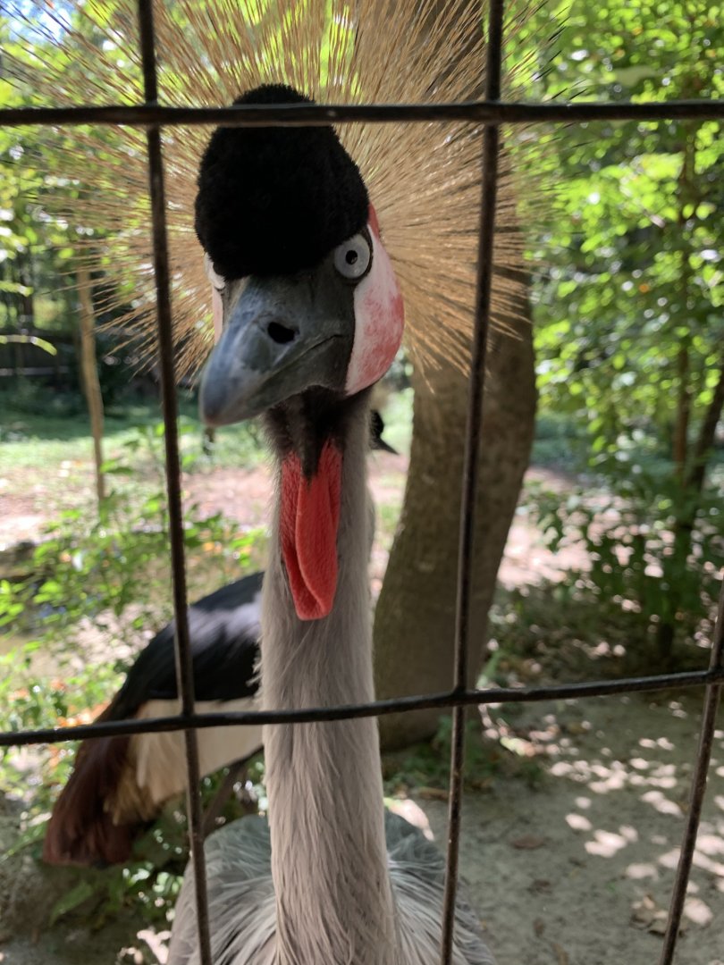 Gray-Crowned Crane (Balearica regulorum)