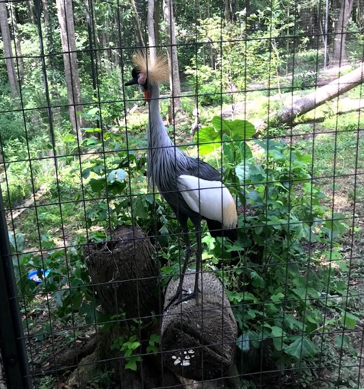 Gray Crowned Crane / East African Crowned Crane