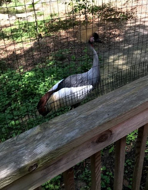 Gray Crowned Crane / East African Crowned Crane