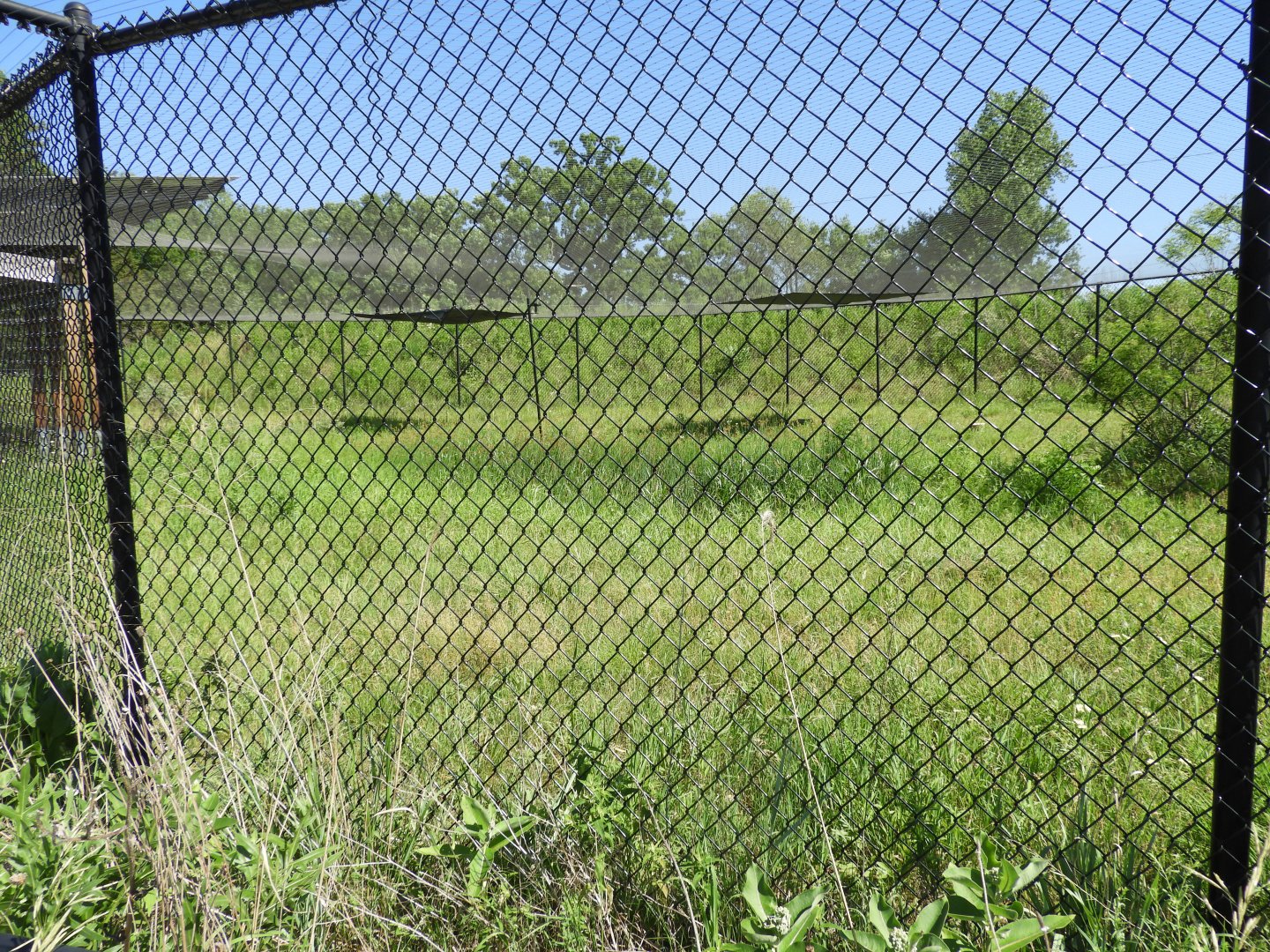 Gray Crowned Crane exhibit - Spirit of Africa