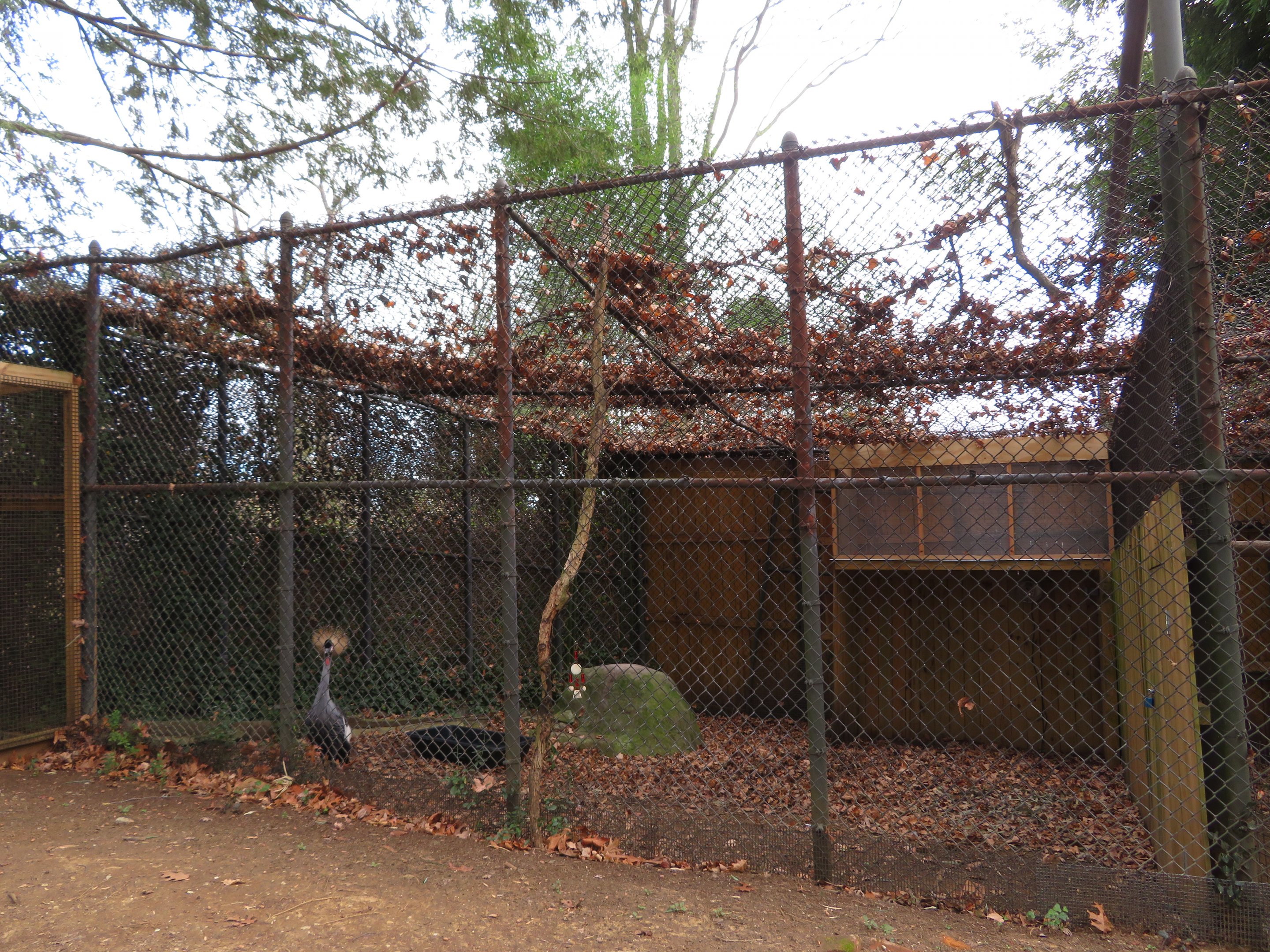 Gray Crowned Crane Exhibit