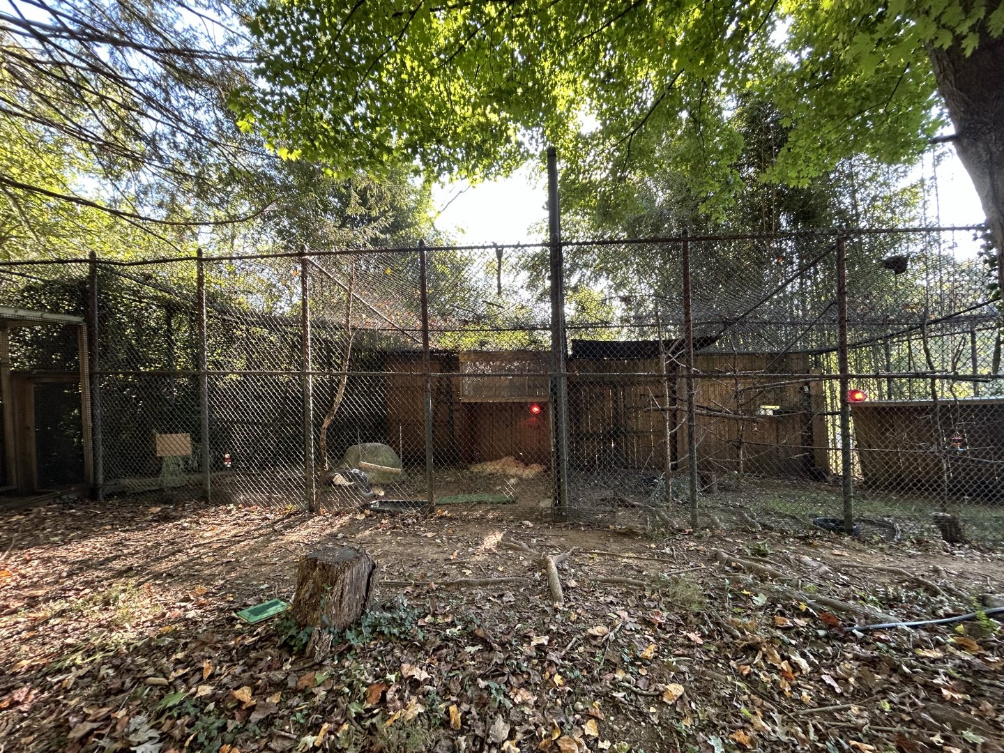 Gray Crowned Crane Exhibits