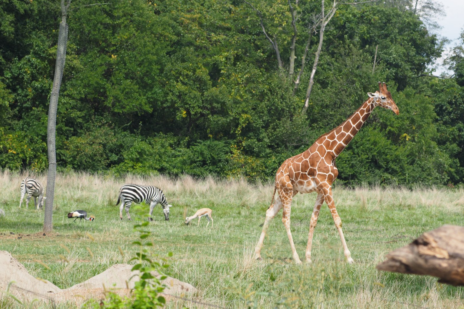 Gray-crowned crane, Grant's zebra, slender-horned gazelle, and reticulated giraffe