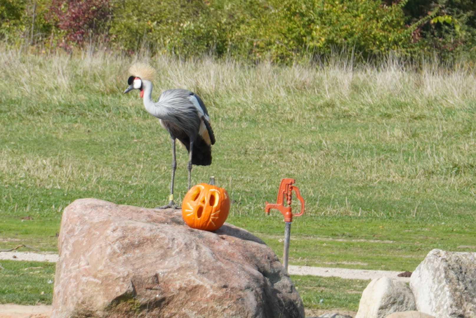 Gray-Crowned Crane with Pumpkin