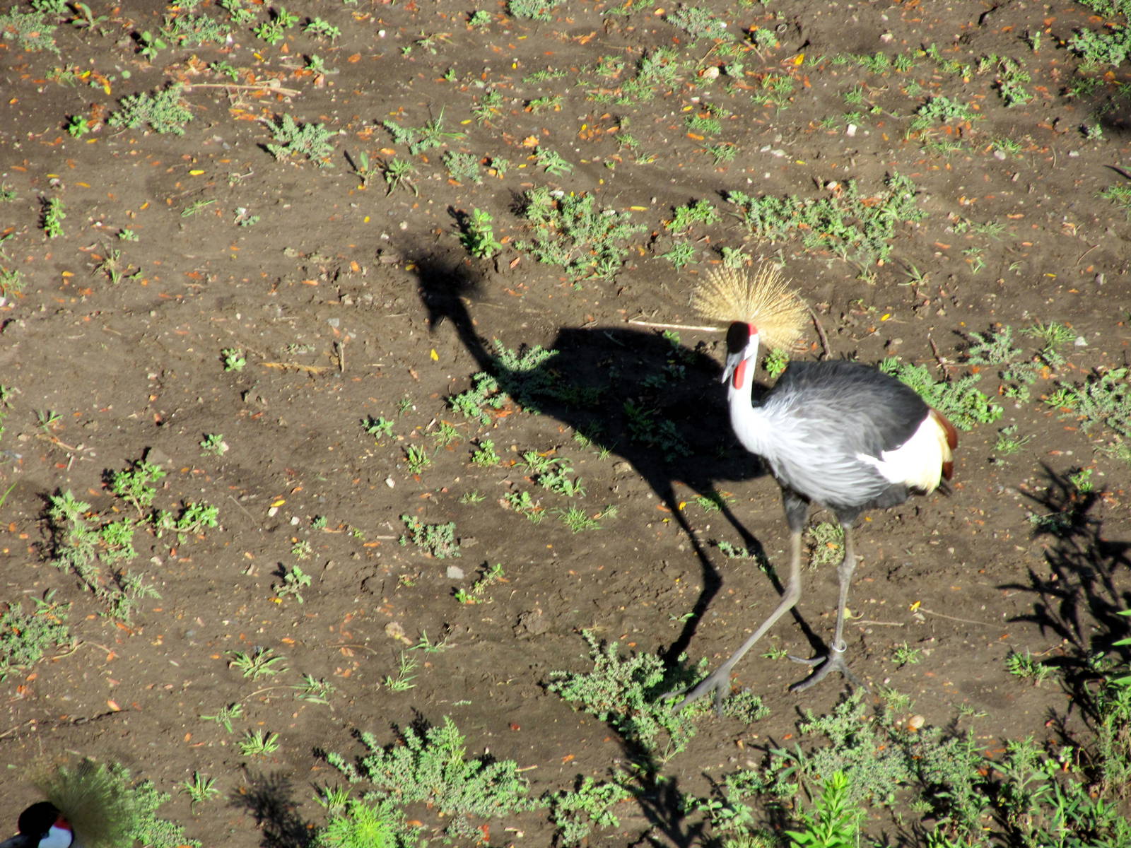 Gray Crowned Crane