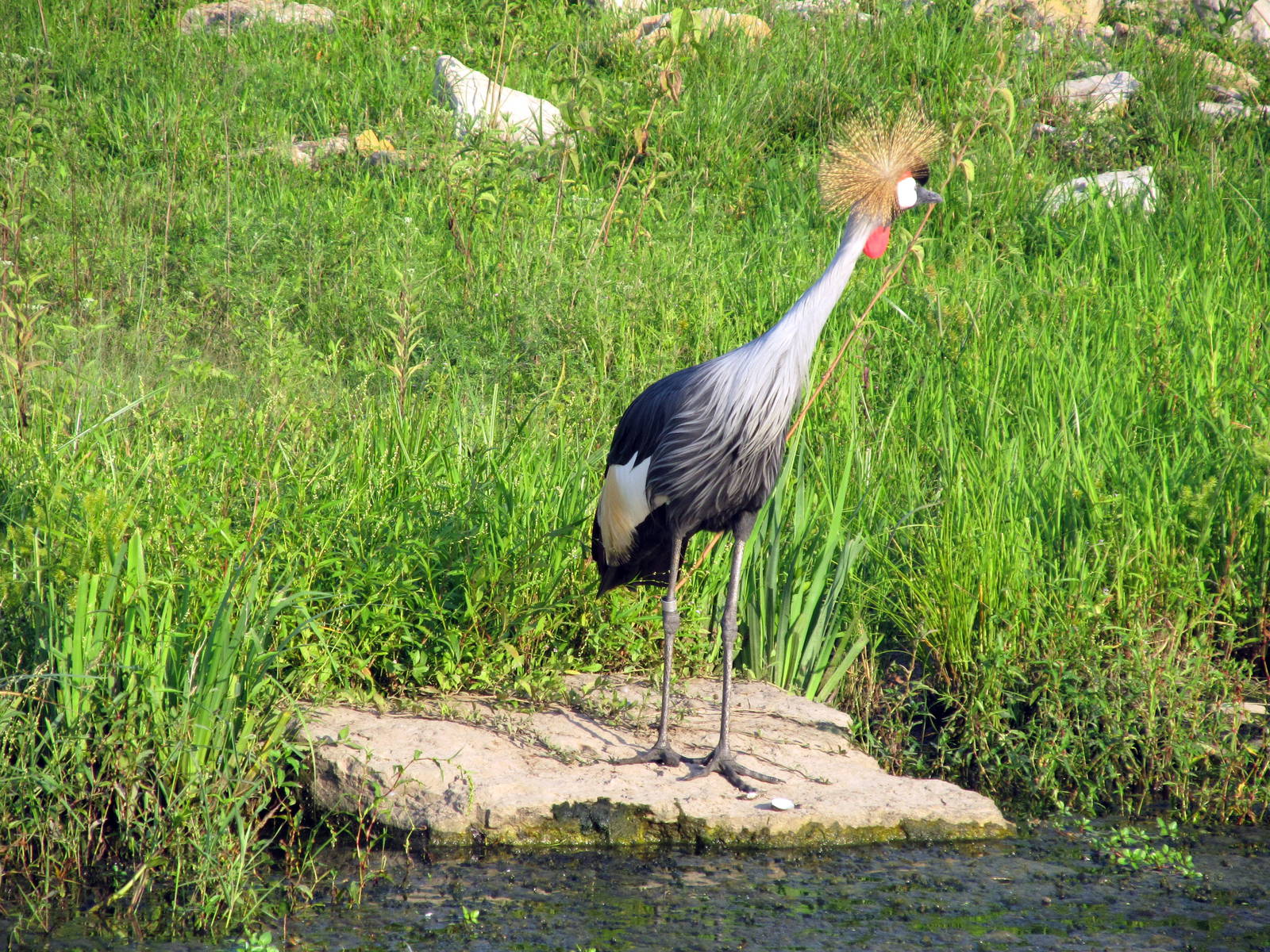 Gray Crowned Crane
