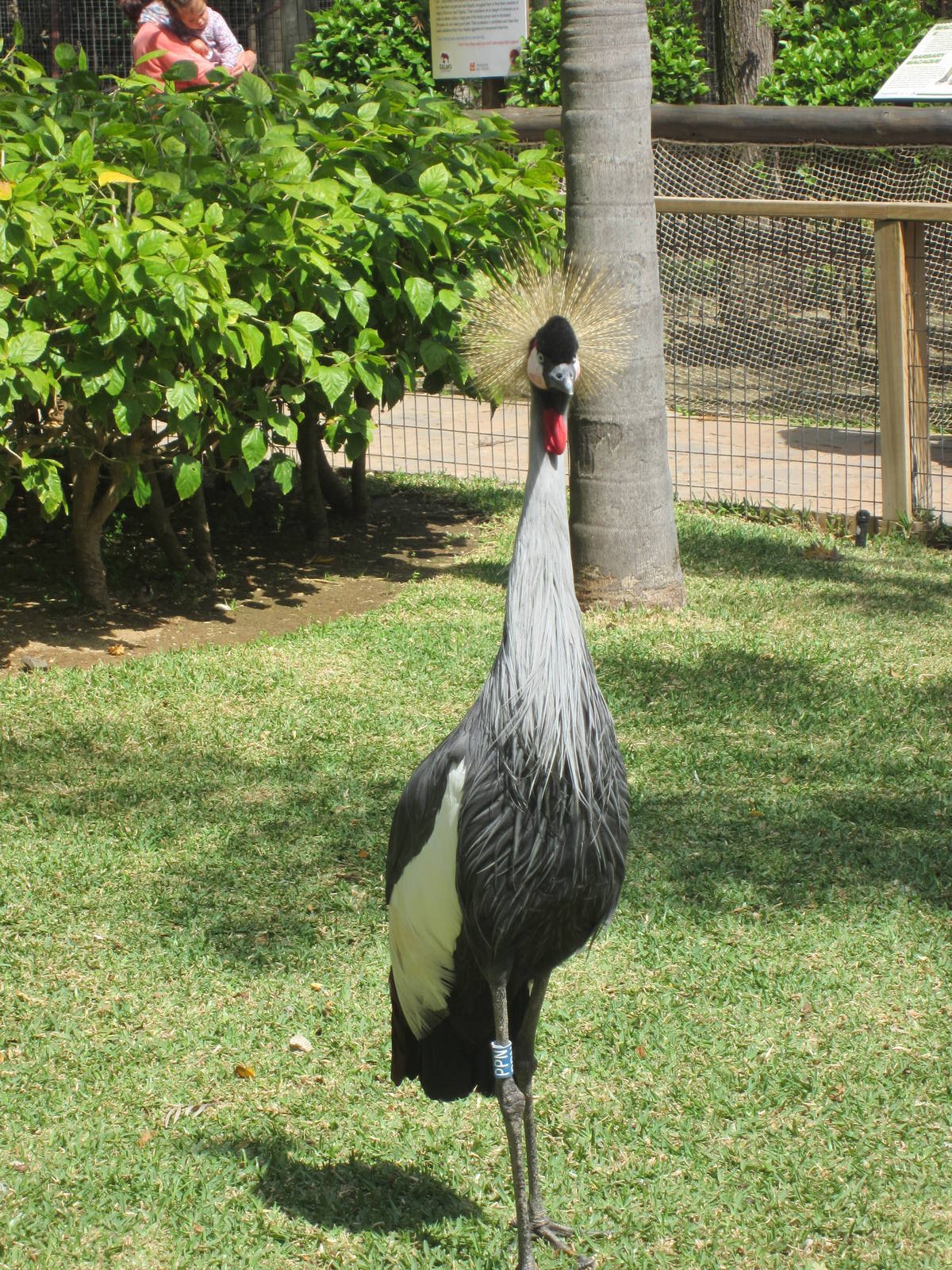 Gray crowned crane