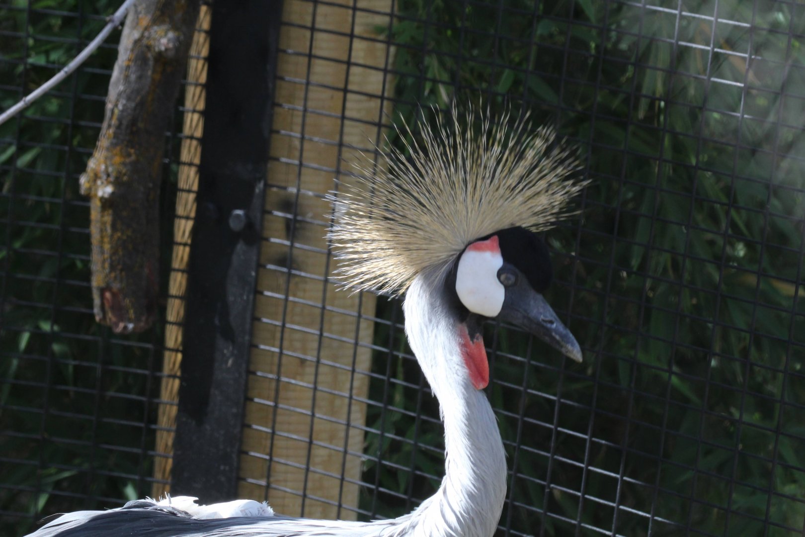 Gray Crowned Crane