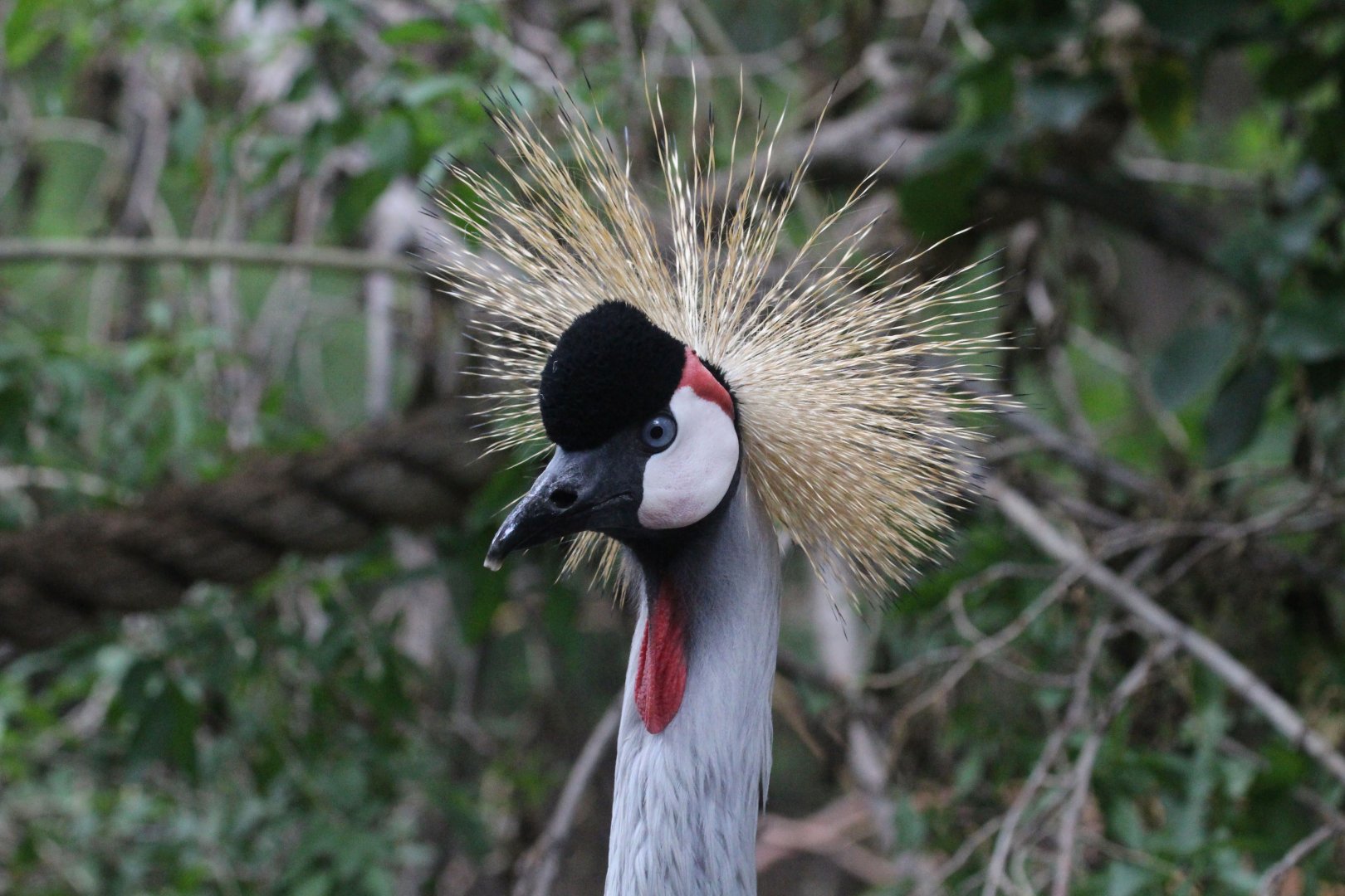 Gray Crowned-Crane