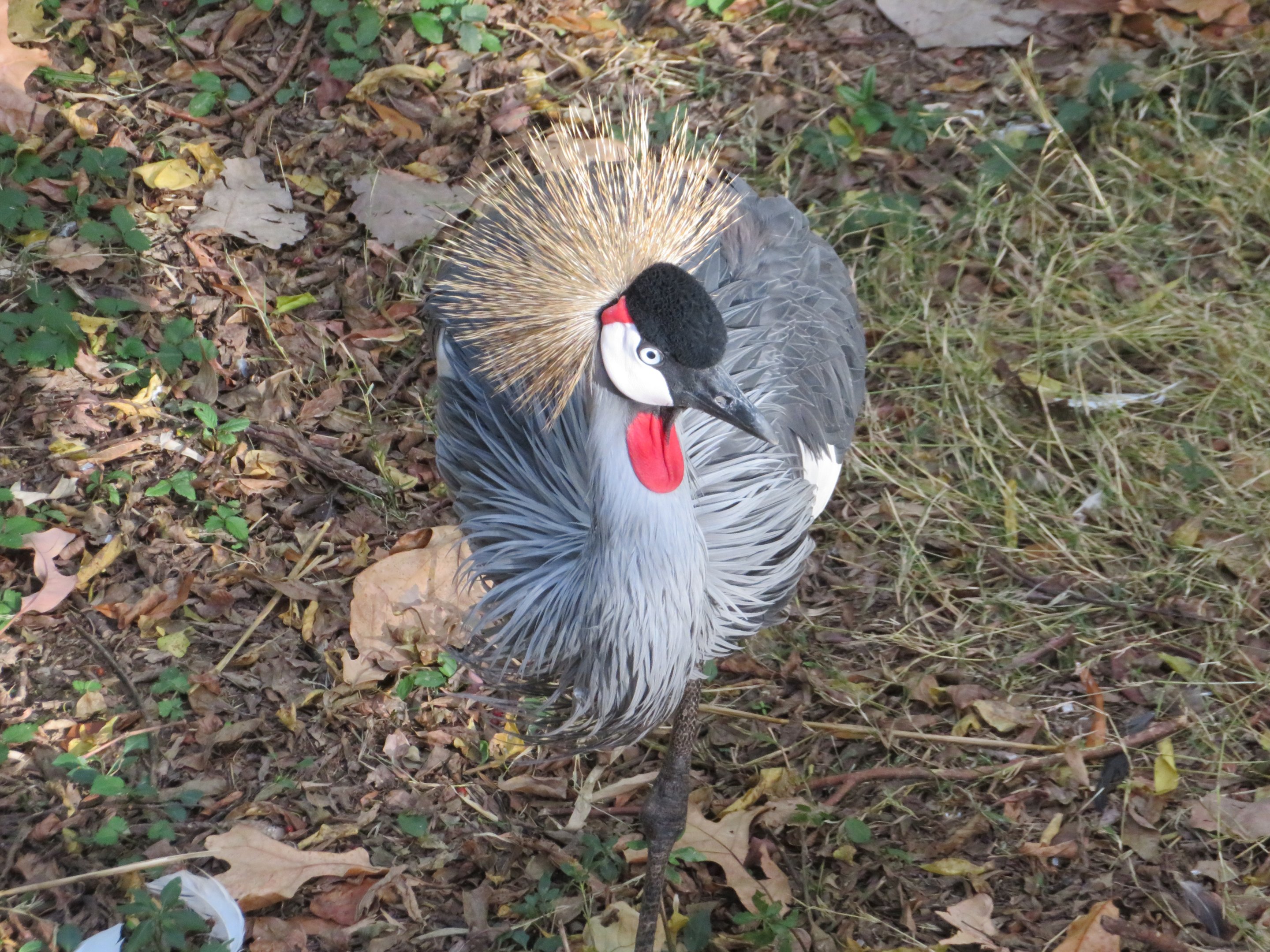 Gray Crowned Crane