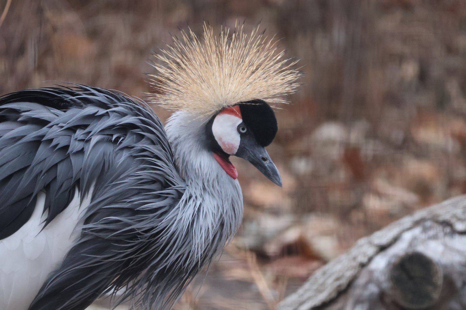 Gray Crowned Crane