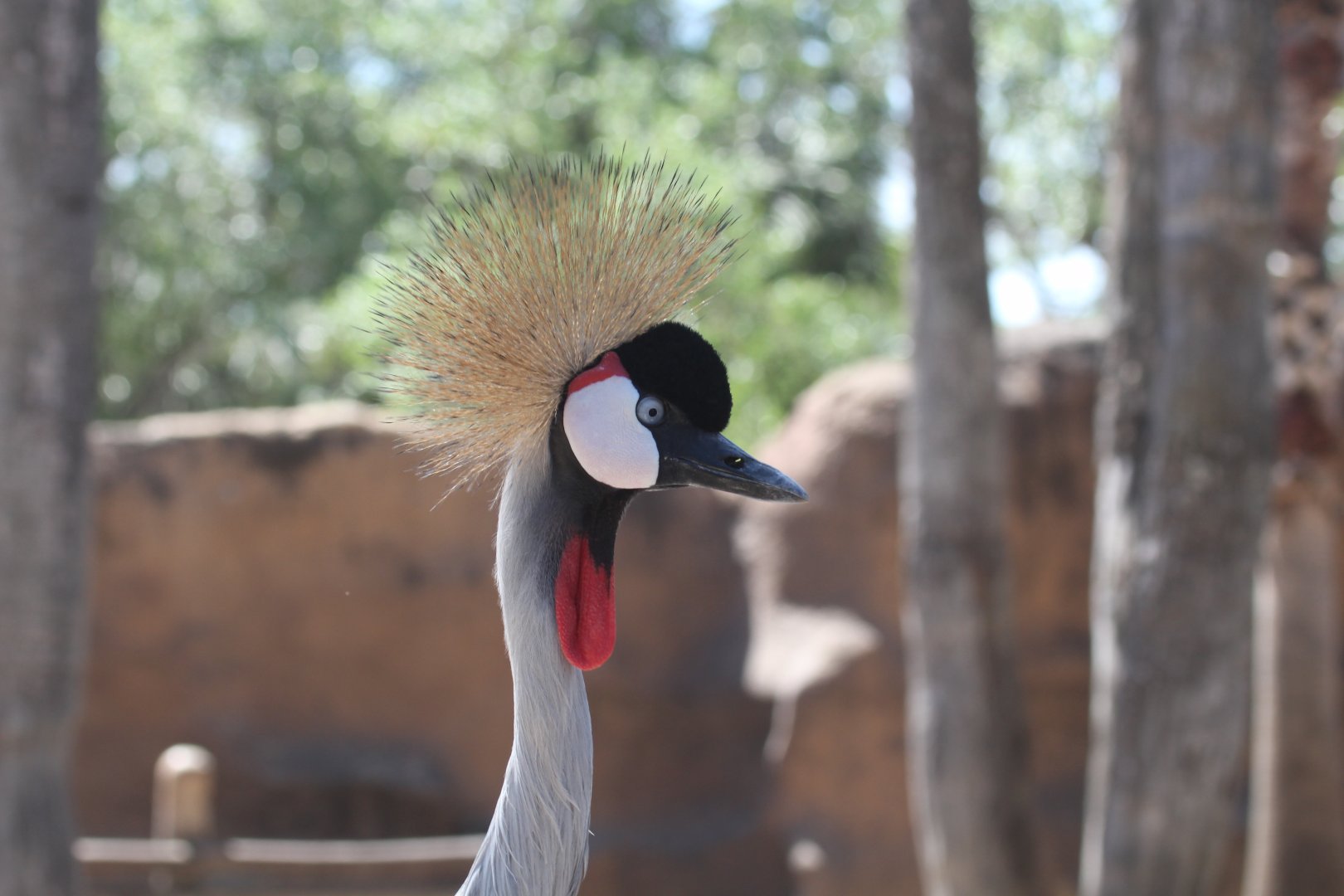 Gray Crowned-Crane