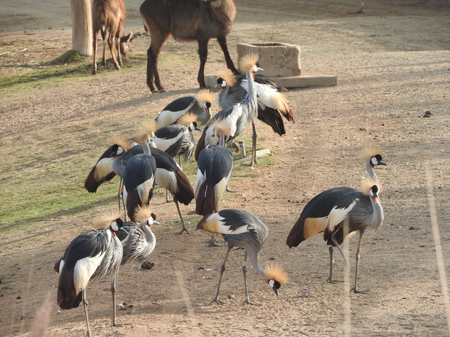 Gray-crowned Cranes