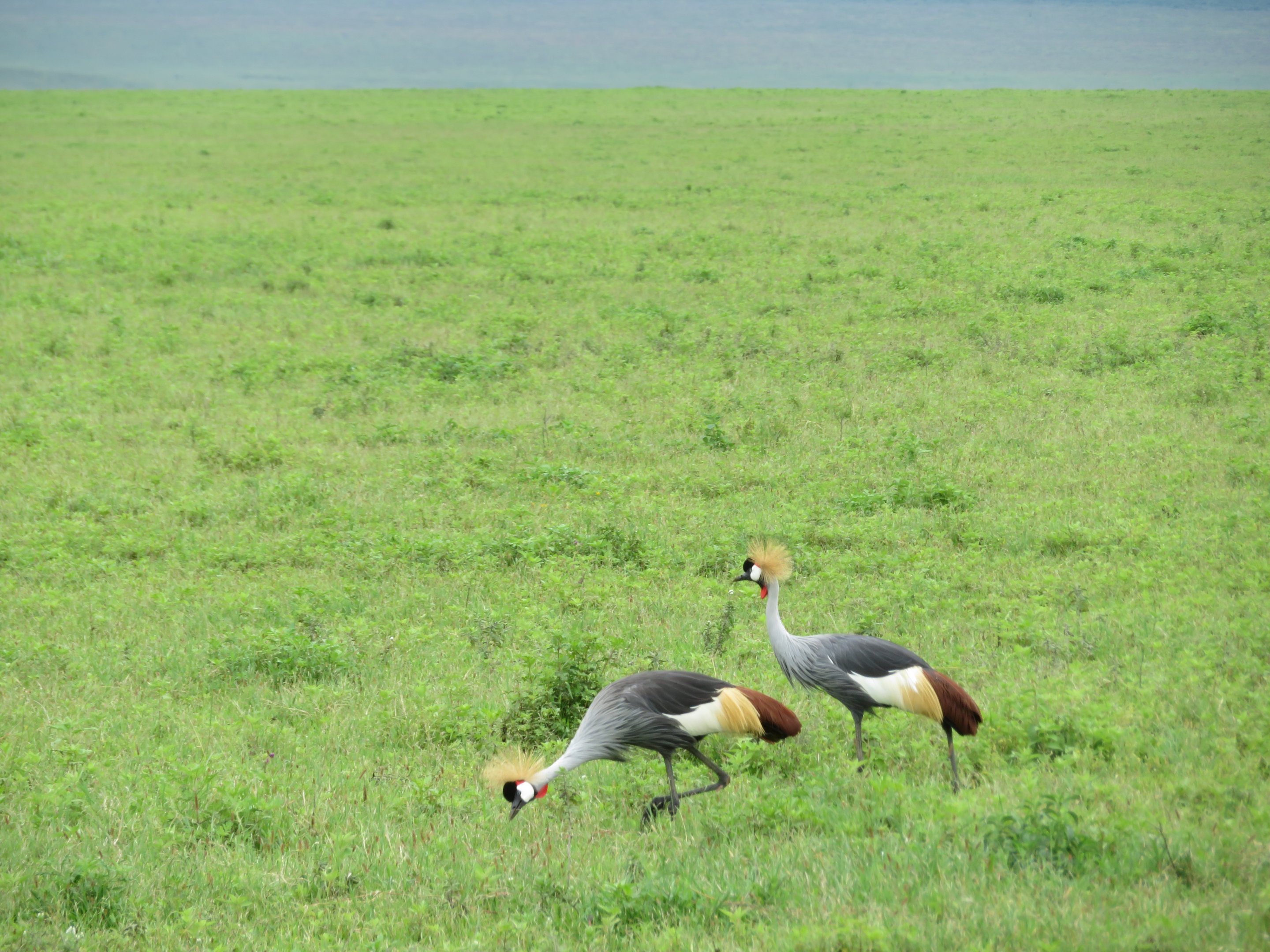 Gray Crowned Cranes