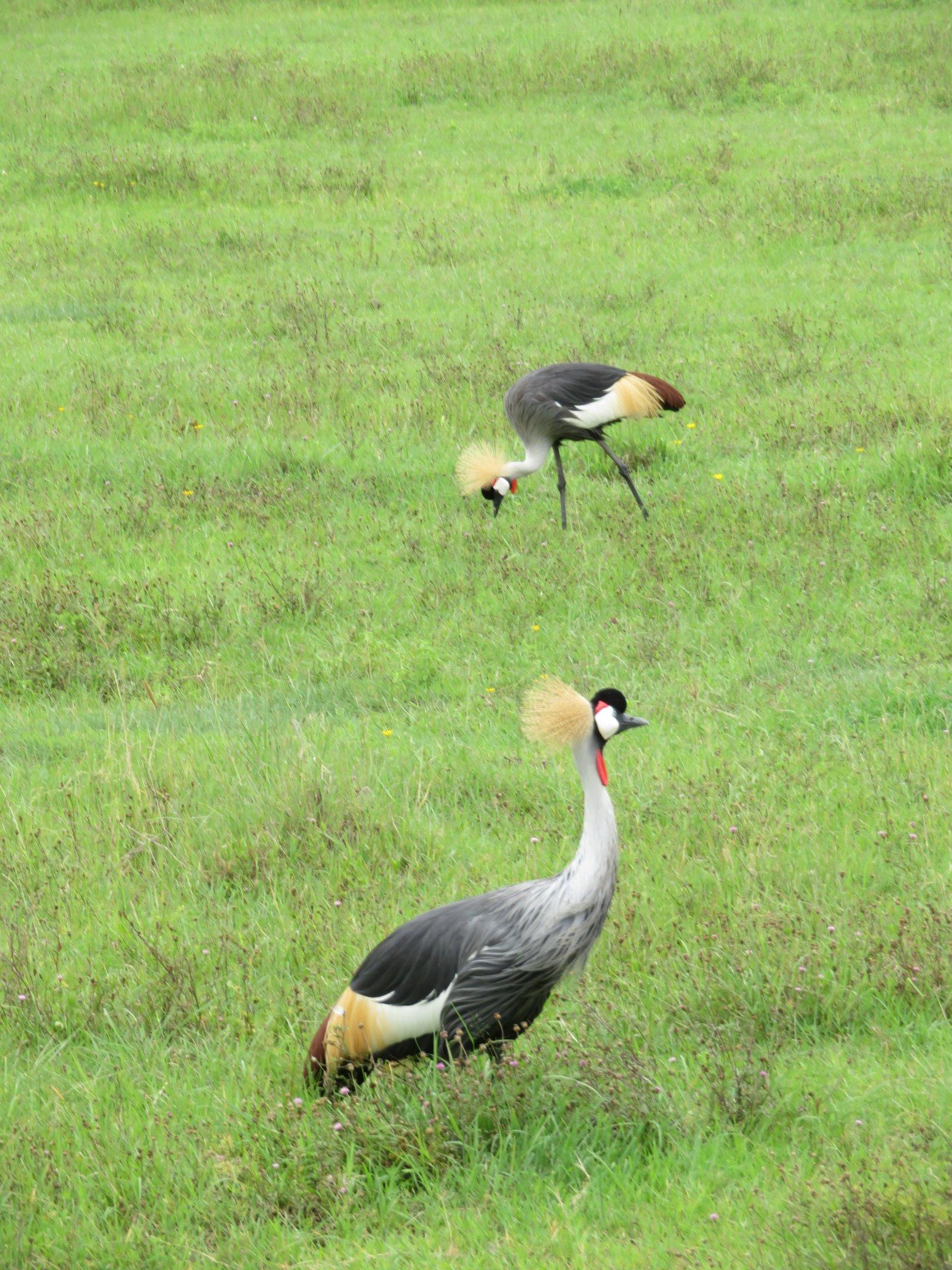 Gray Crowned Cranes