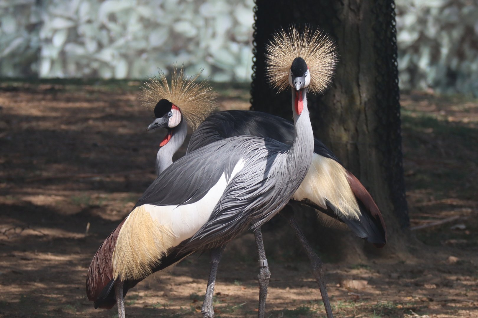 Gray Crowned Cranes