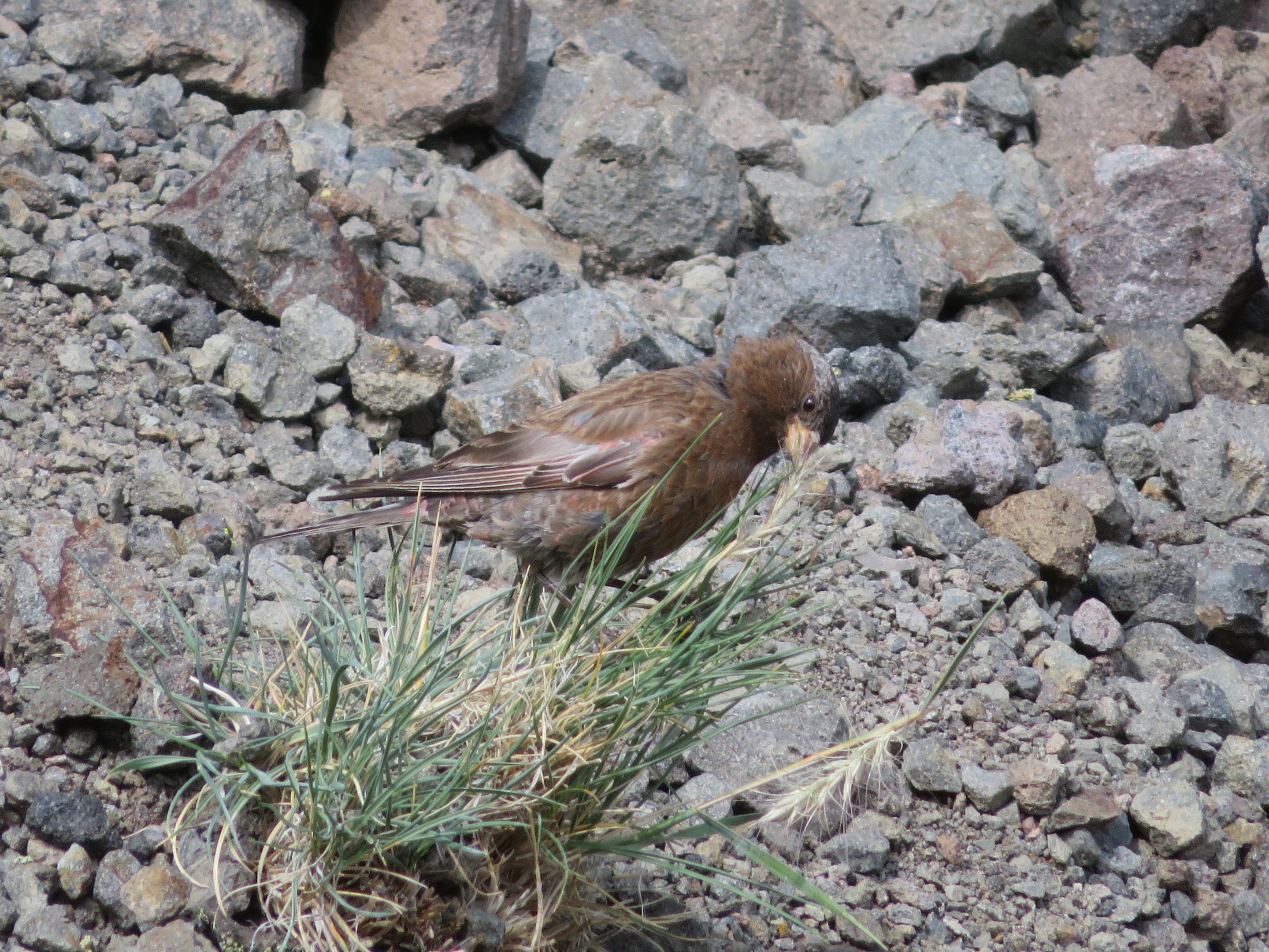 Gray-crowned Rosy-finch