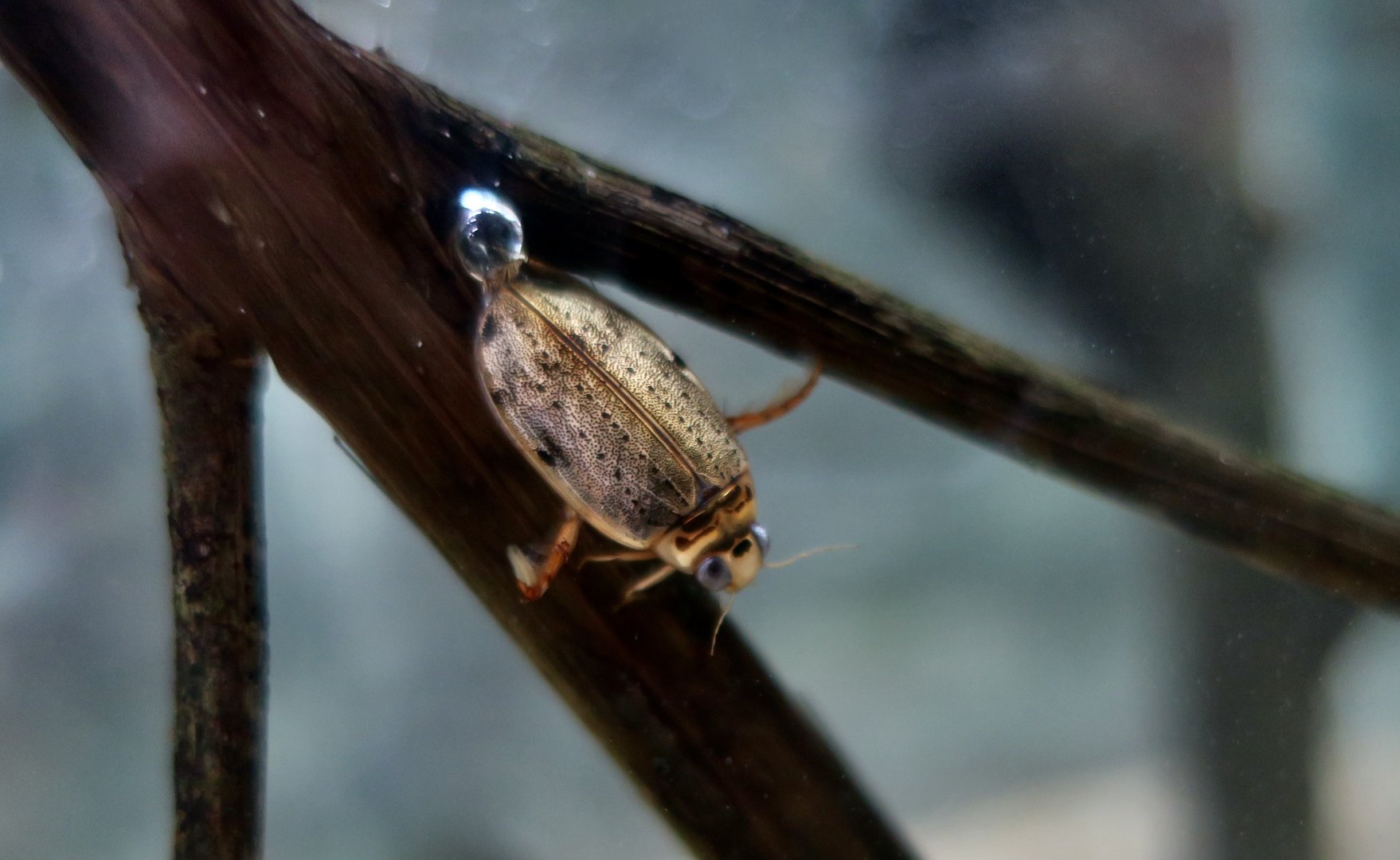 Gray Erete (Eretes griseus), a diving beetle
