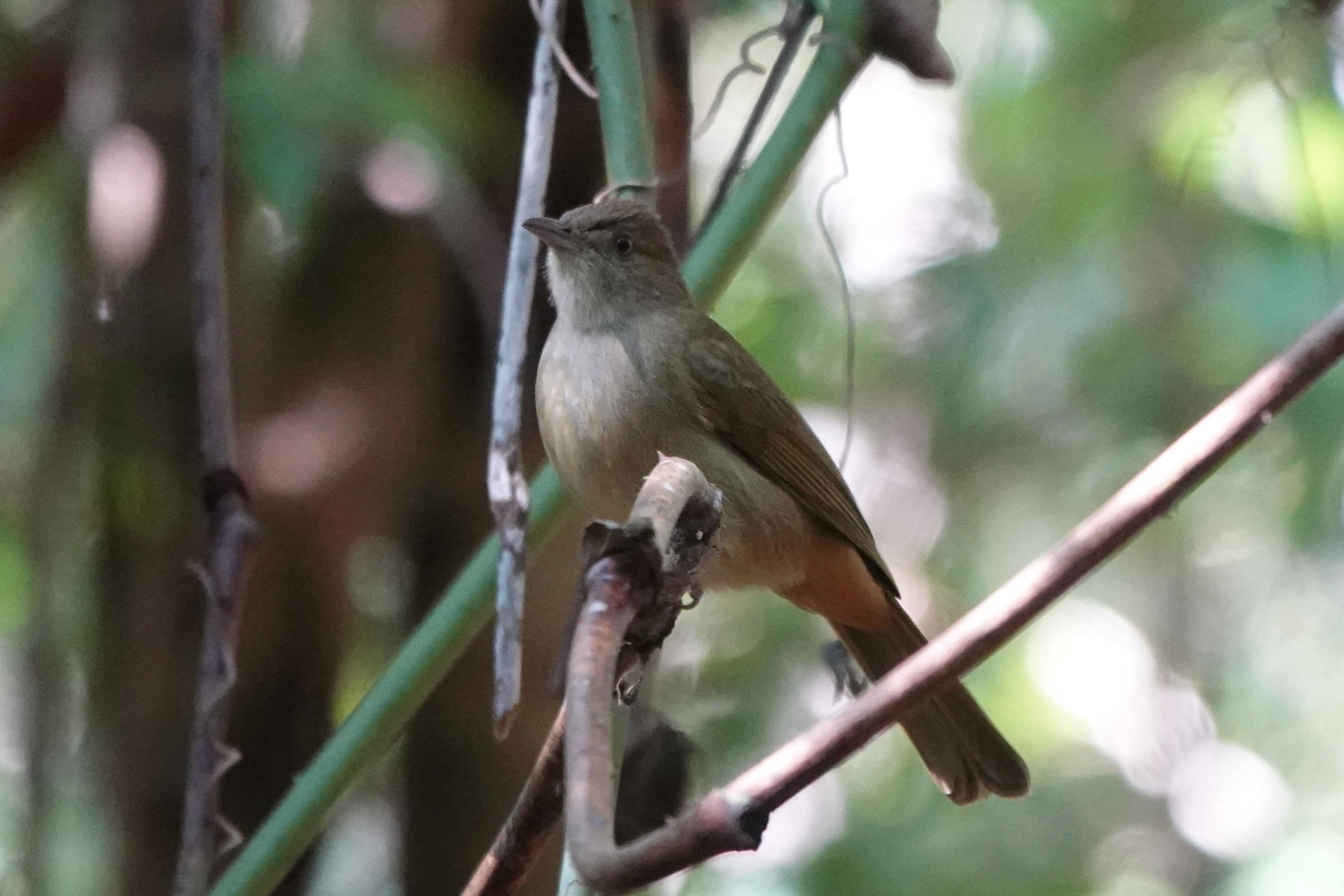 Gray-eyed Bulbul