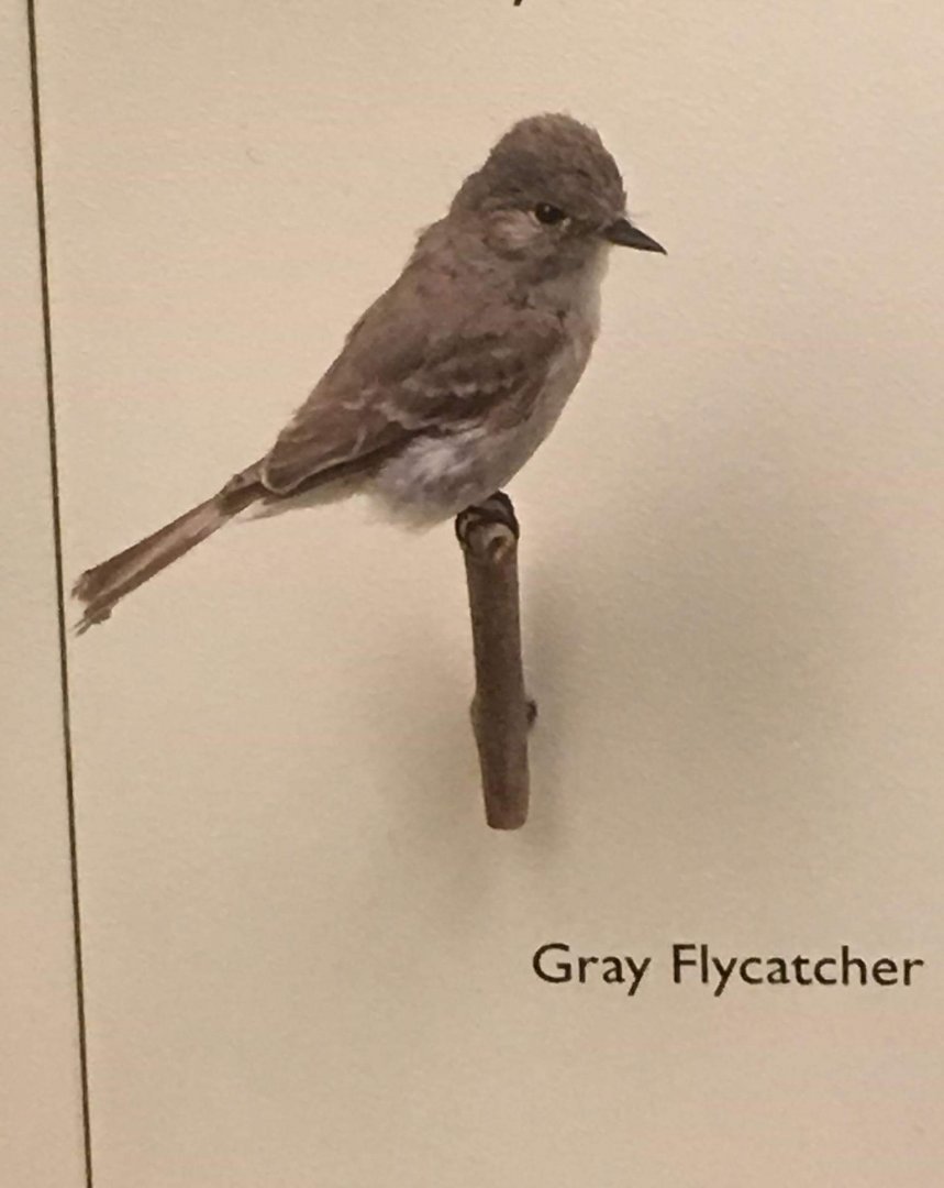 Gray flycatcher (Empidonax wrightii)