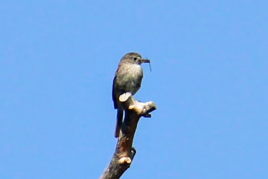 Gray Flycatcher