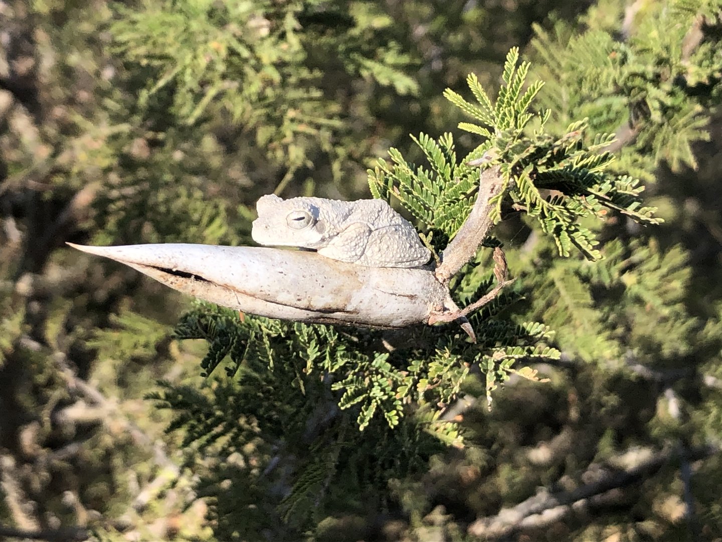 Gray foam-nest tree frog