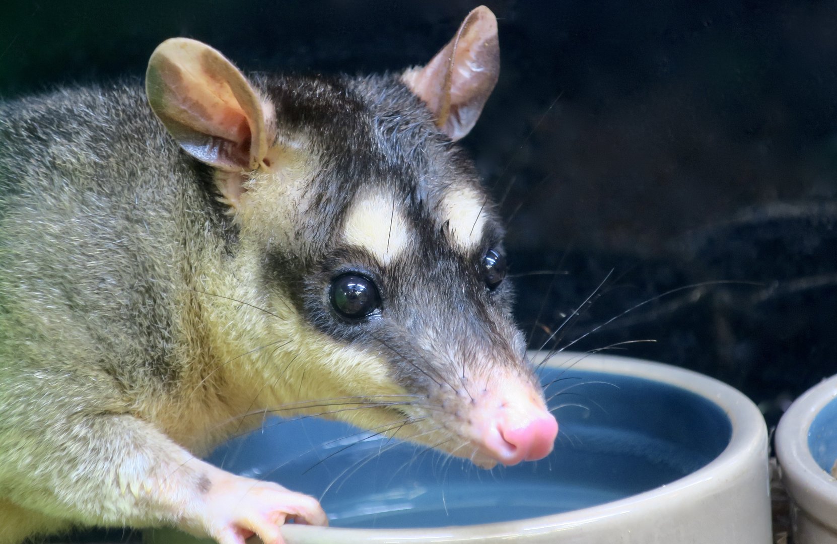 Gray Four-Eyed Opossum (Philander opossum opossum)