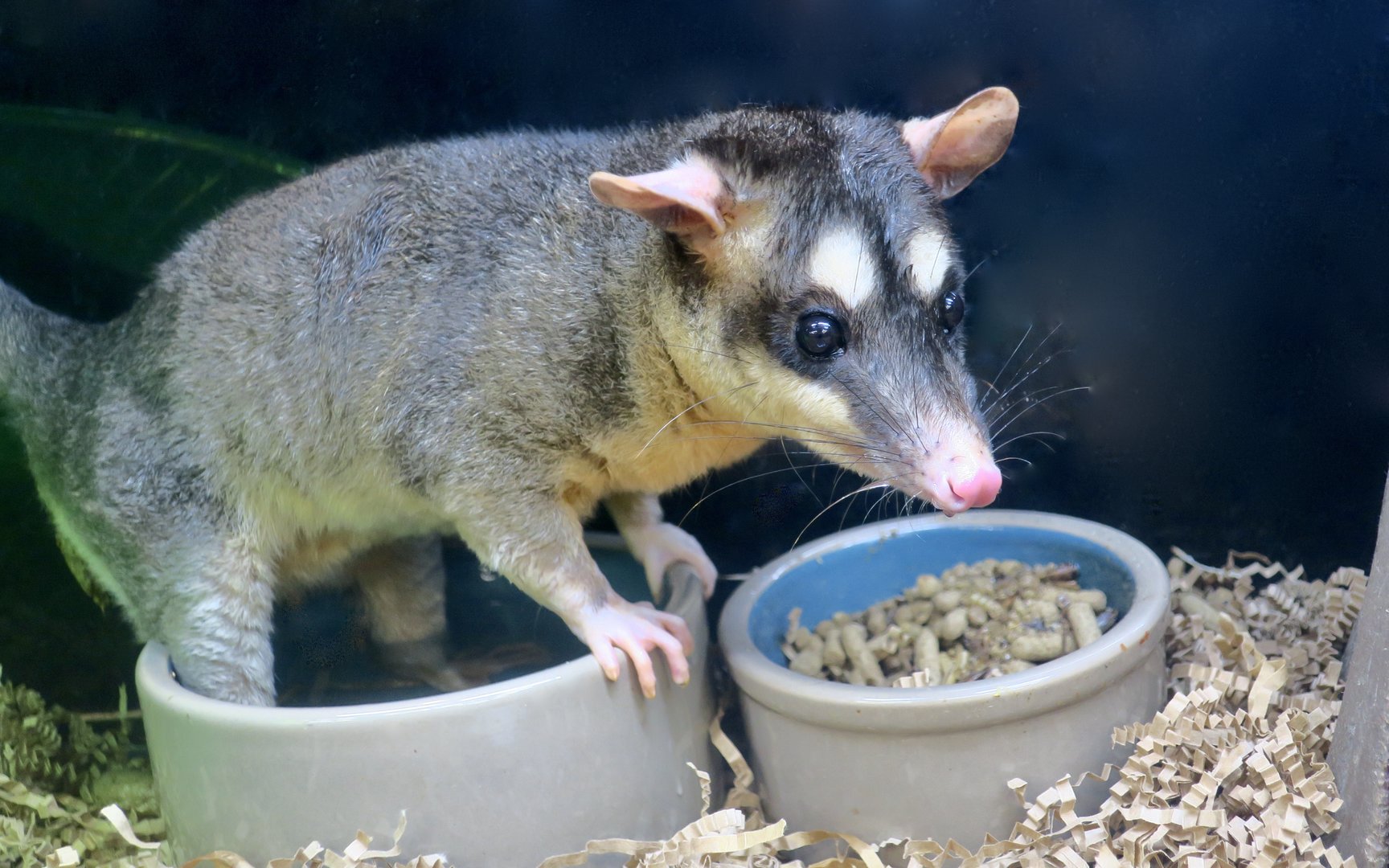 Gray Four-Eyed Opossum (Philander opossum opossum)