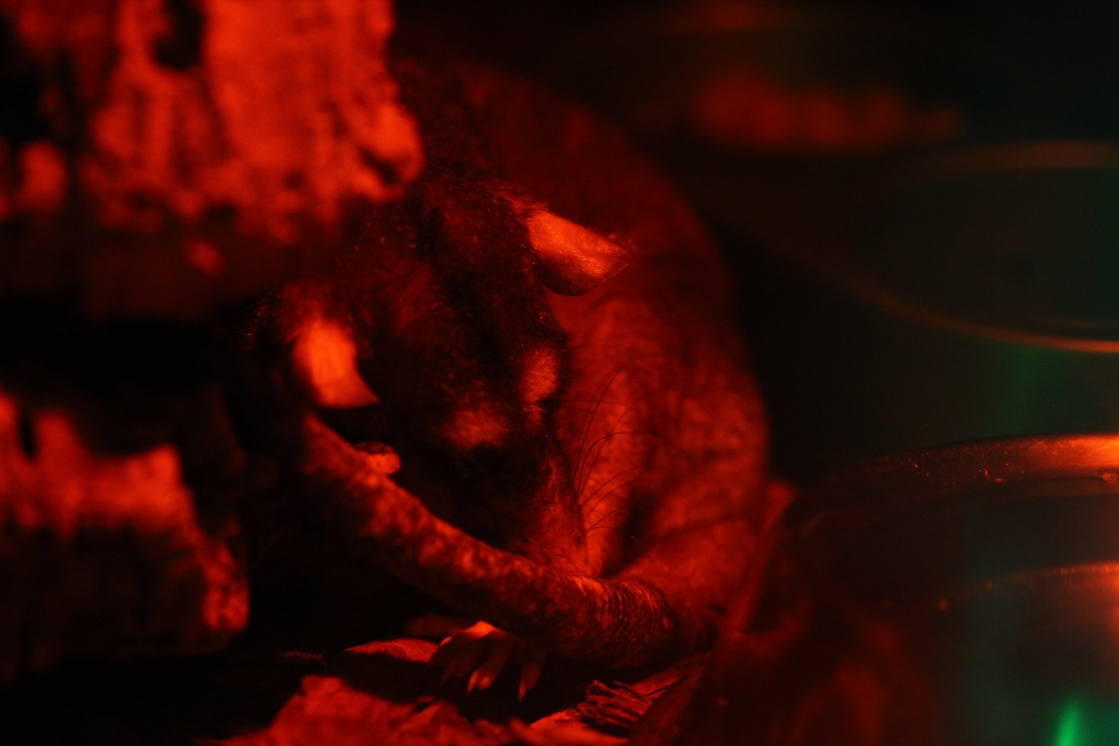 Gray four-eyed opossum (Philander opossum)