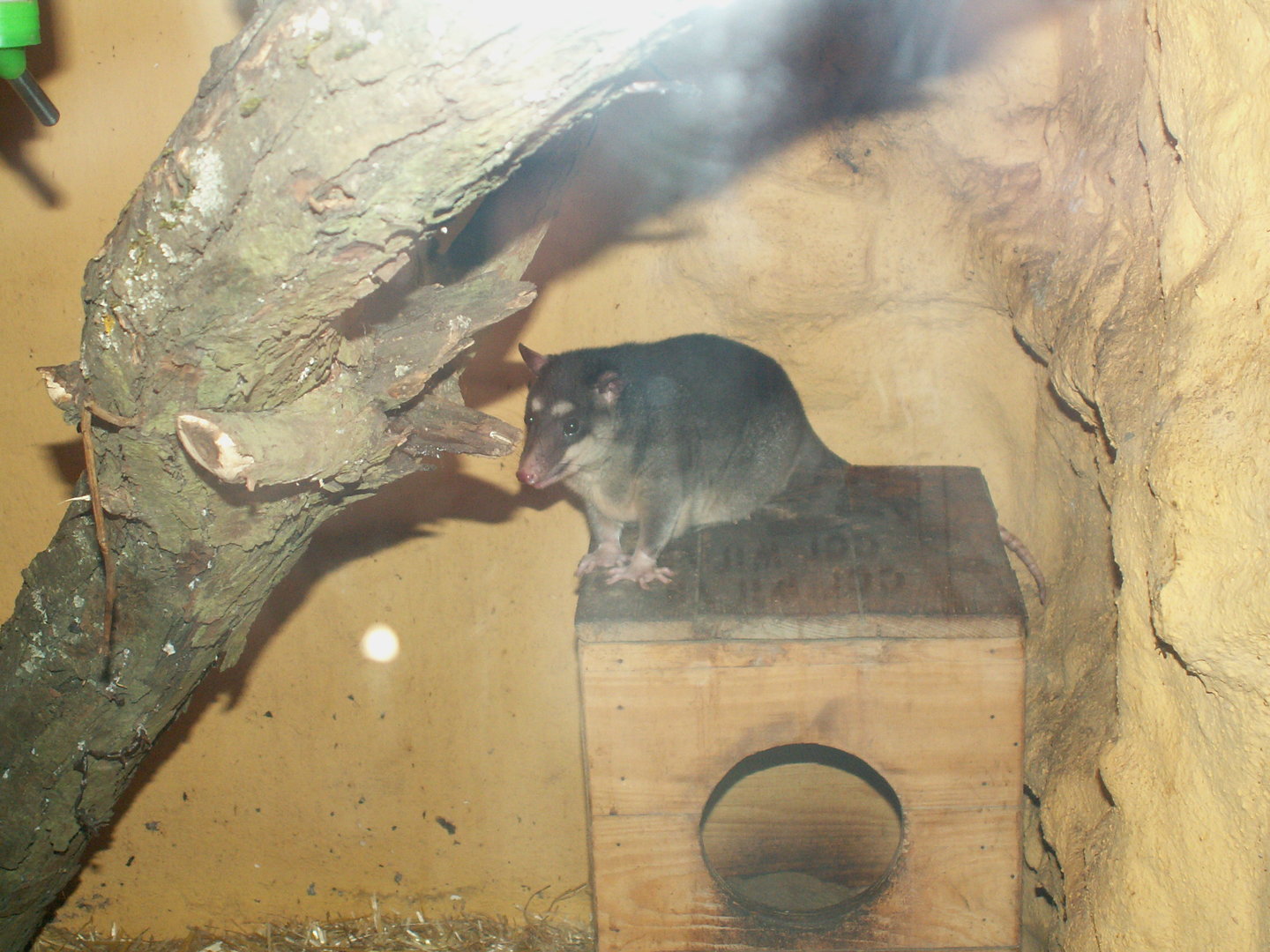 Gray four-eyed opossum