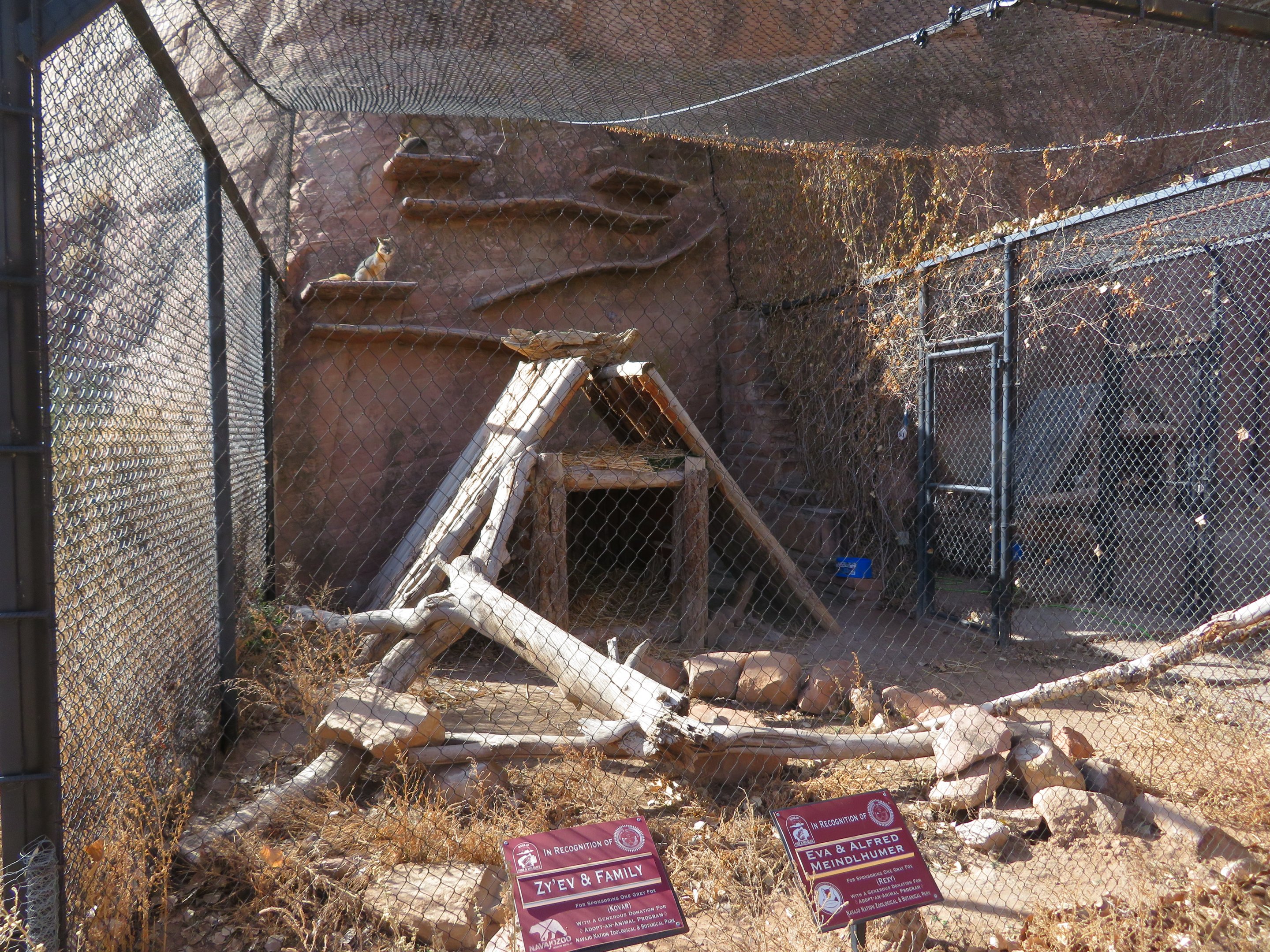 Gray Fox Enclosure
