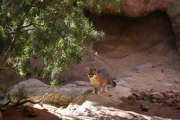 gray fox exhibit