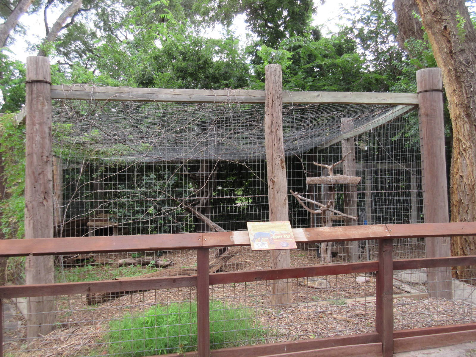 Gray Fox Exhibit