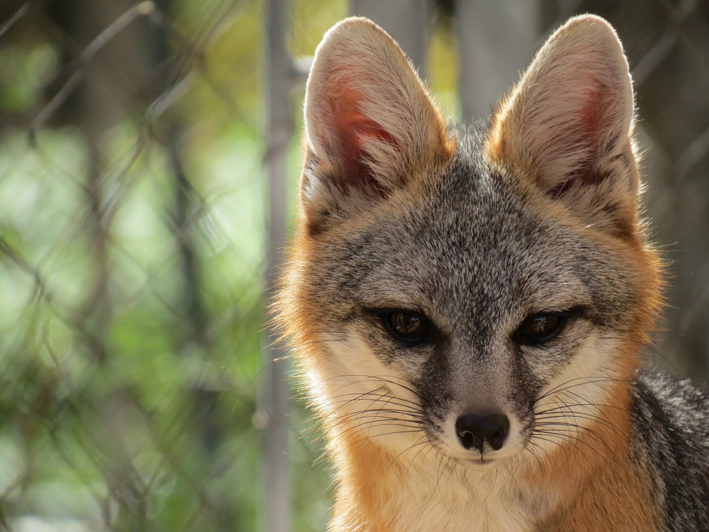 Gray Fox Exhibit