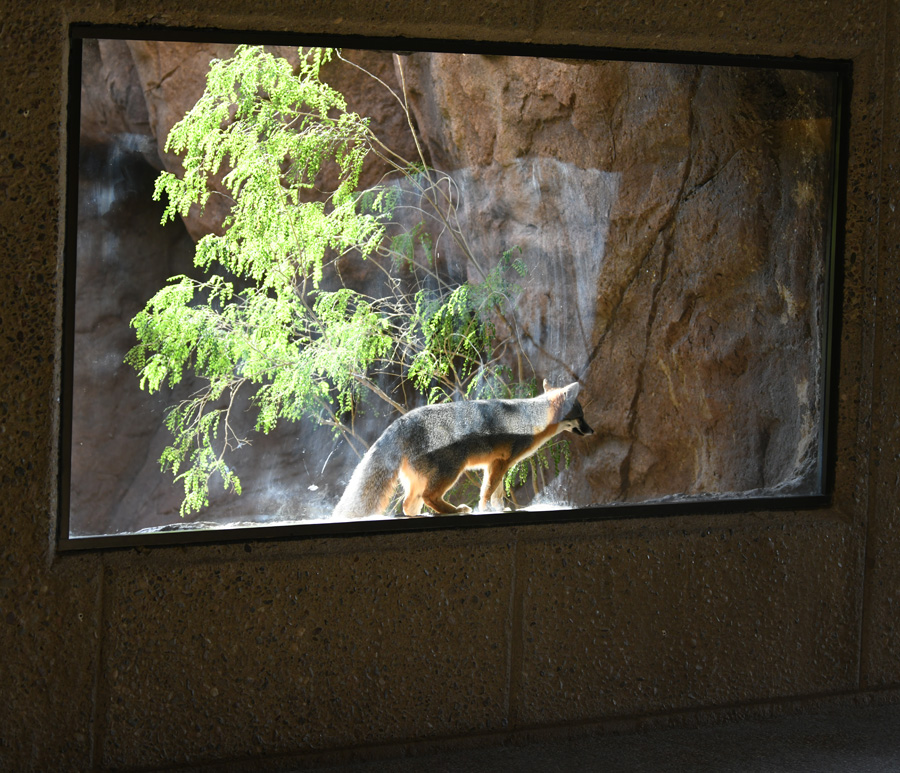 gray fox exhibit