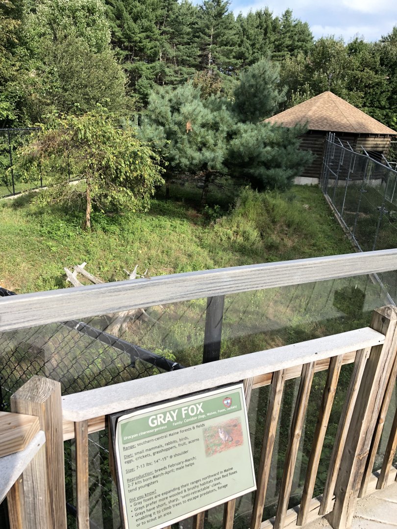 Gray Fox Exhibit