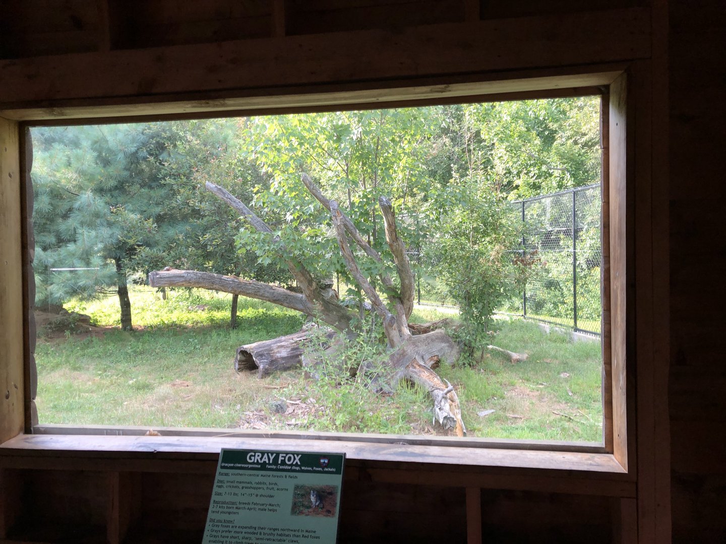 Gray Fox Exhibit