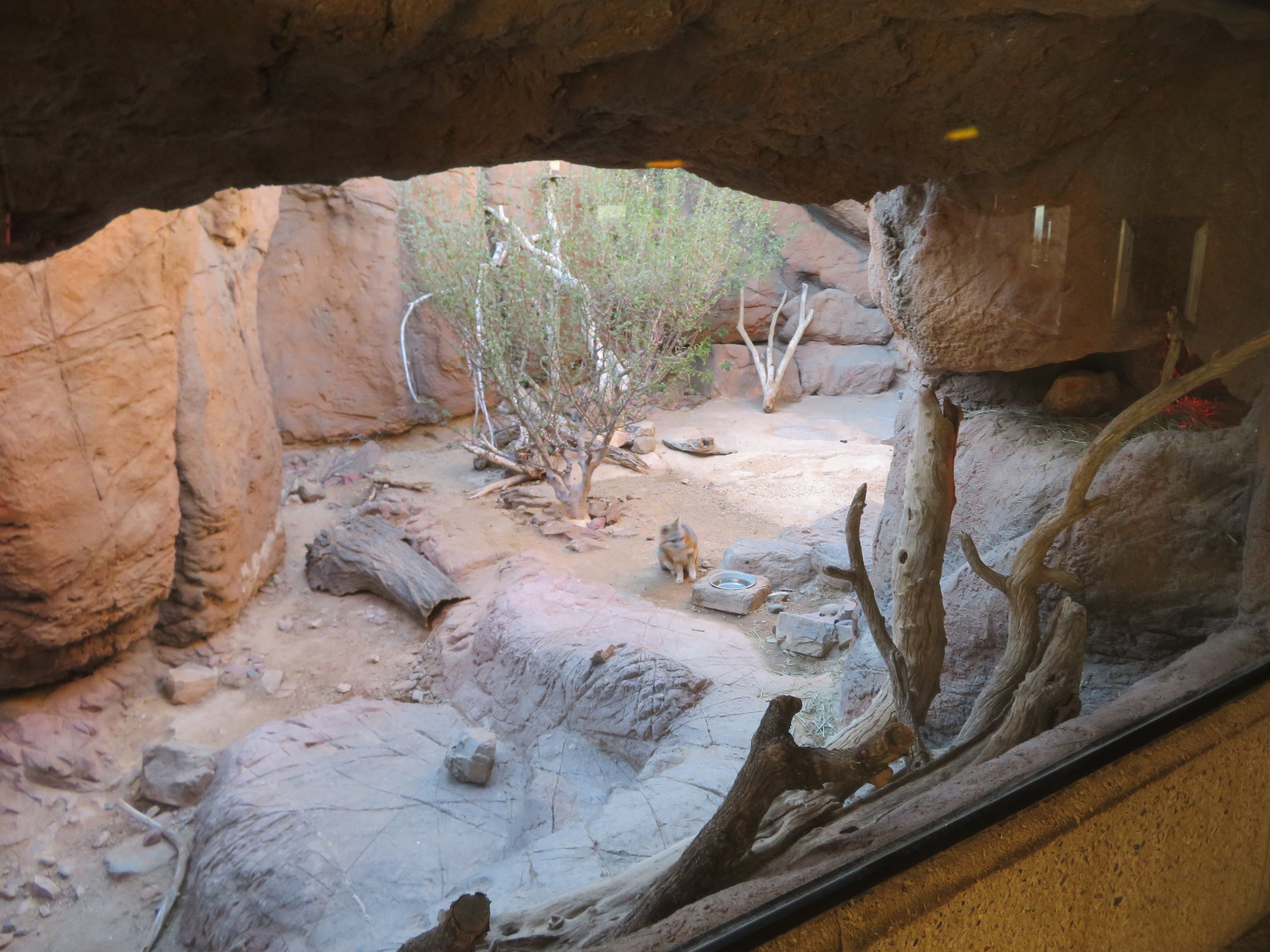 Gray Fox Exhibit