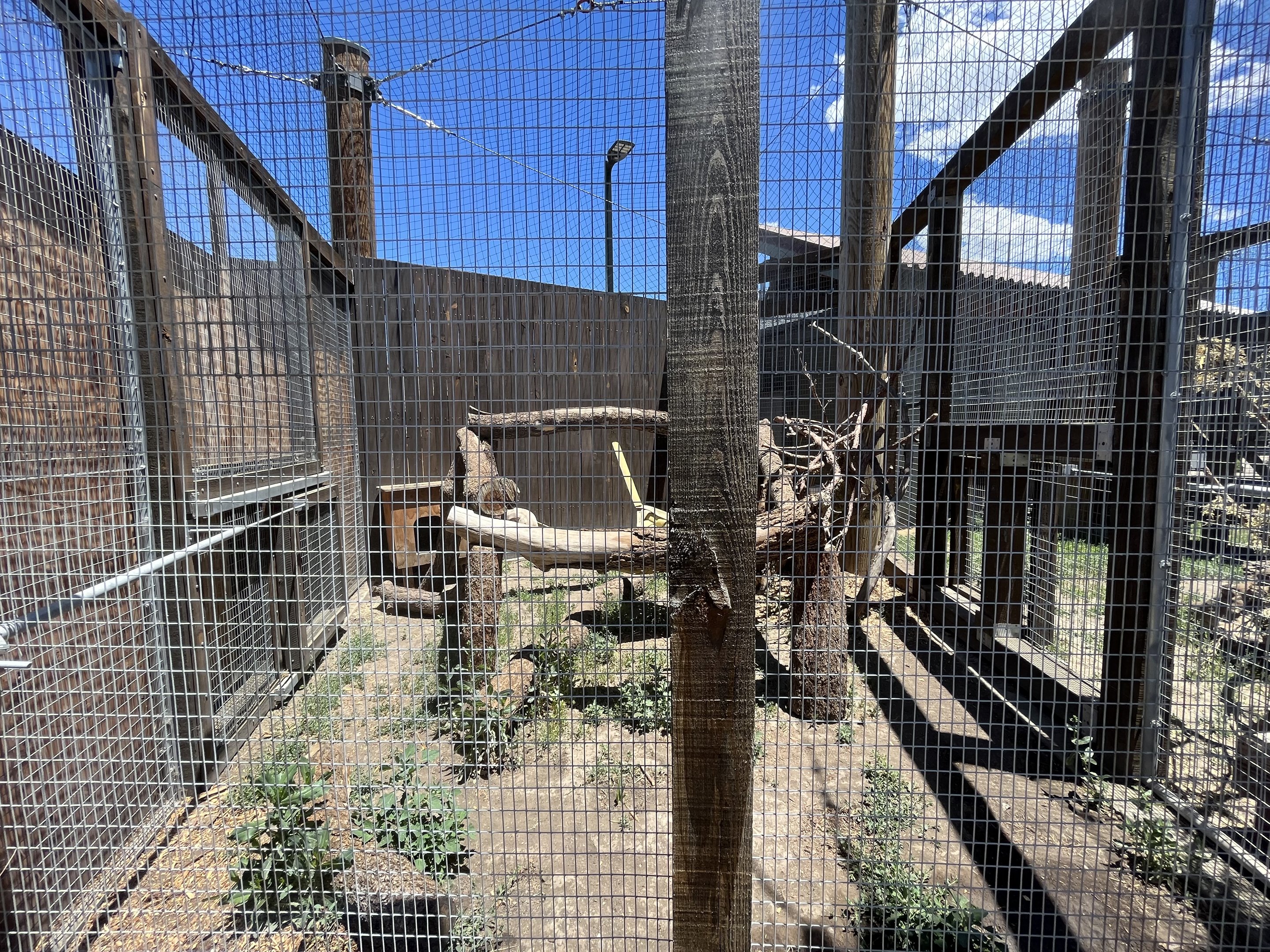 Gray Fox Exhibit